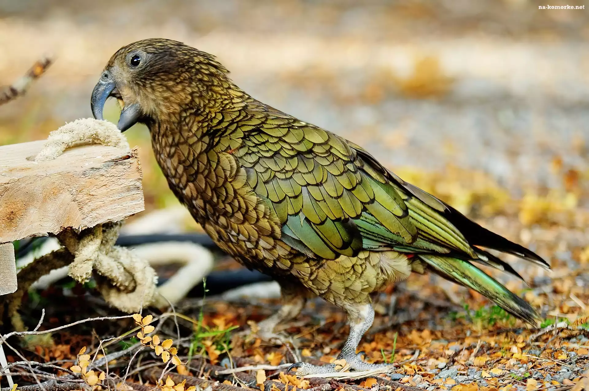 Papuga, Kea