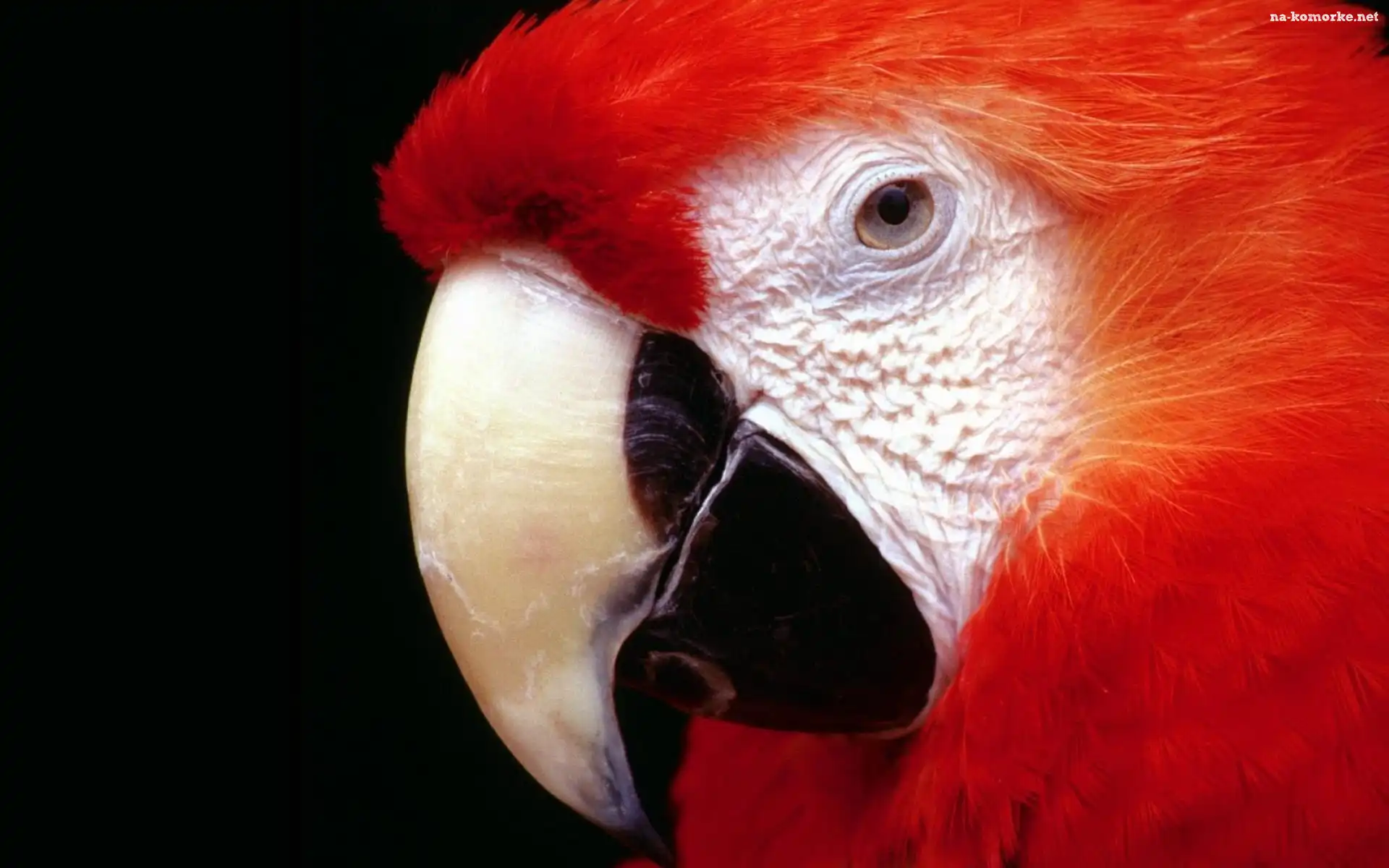 Papuga