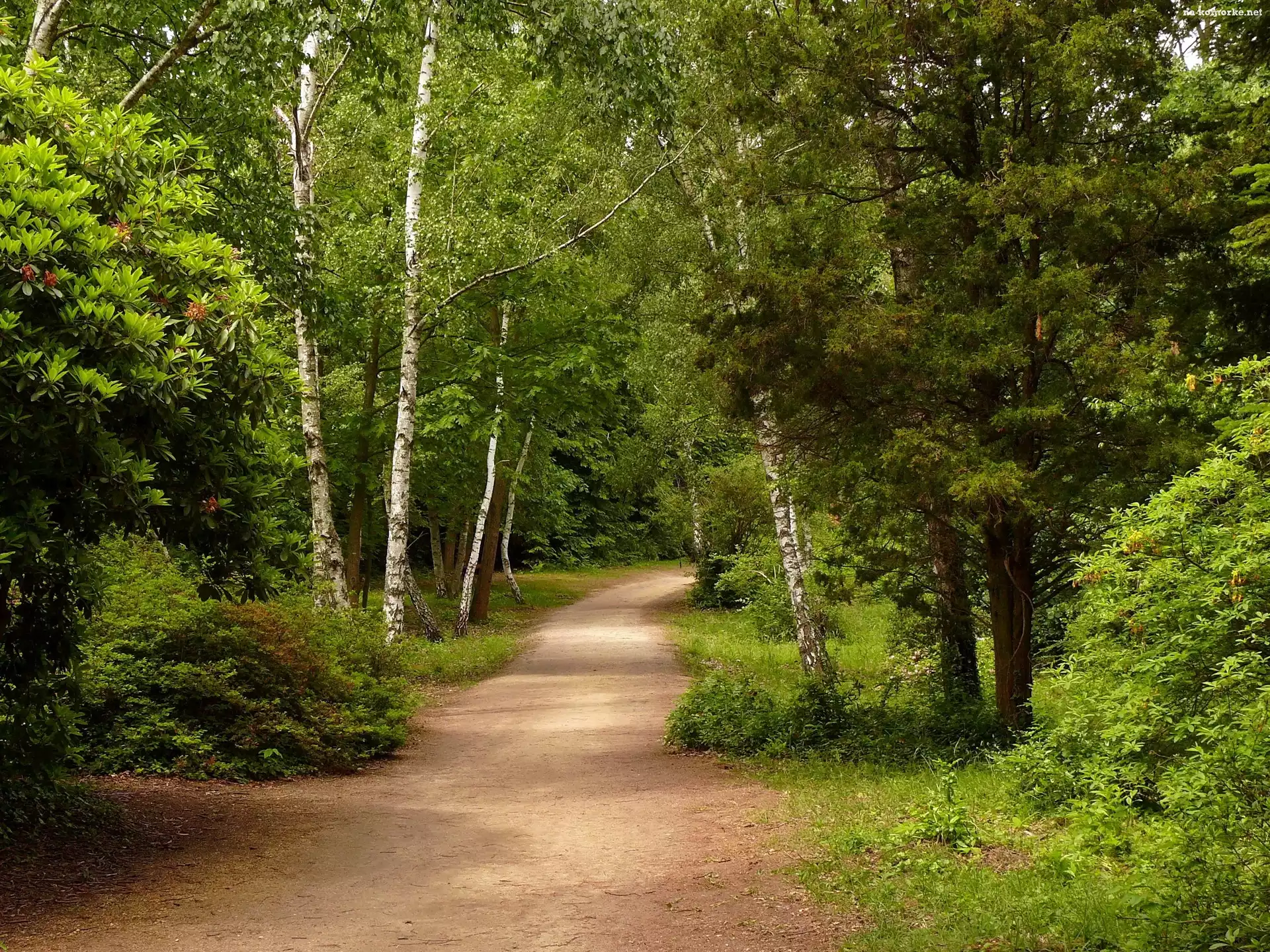 Park, Brzozy, Aleja, Rododendrony