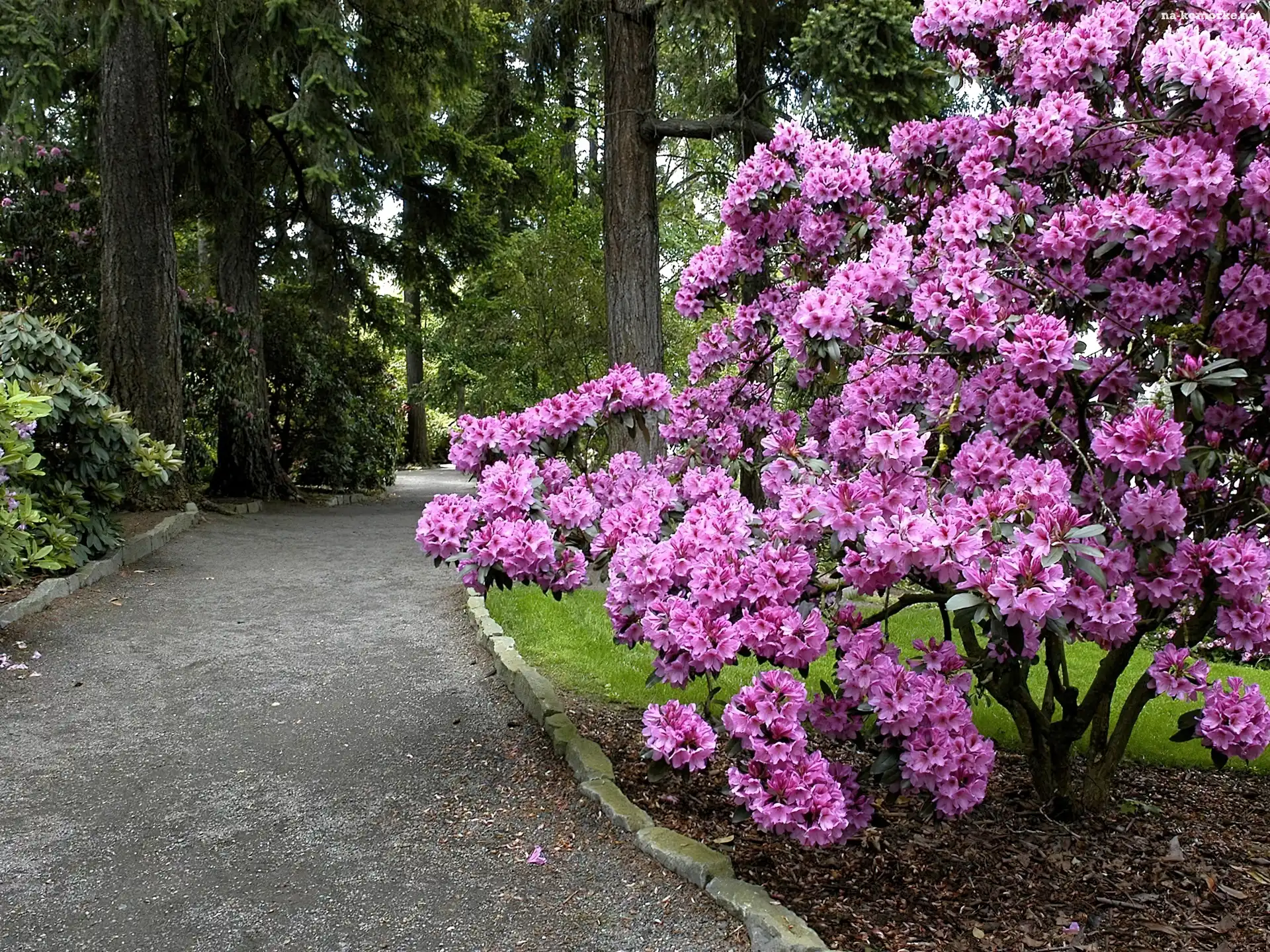 Park, Rododendron, Aleja, Krzew