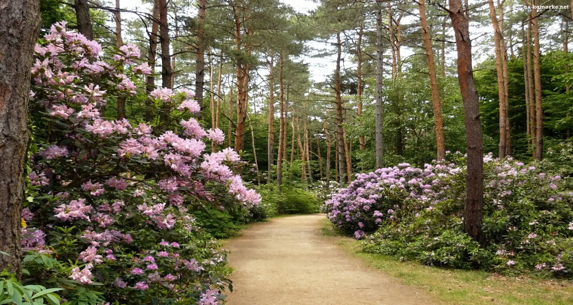 Park, Alejka