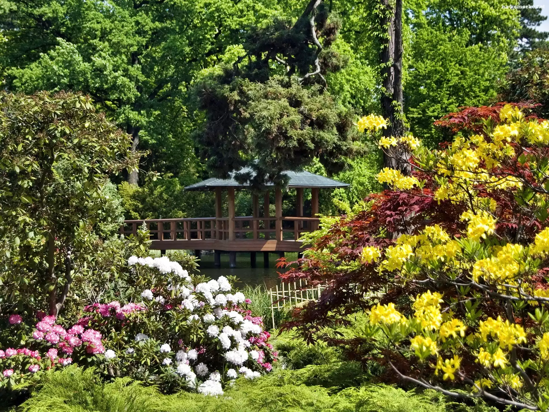 Park, Rododendrony, Altana, Kolorowe