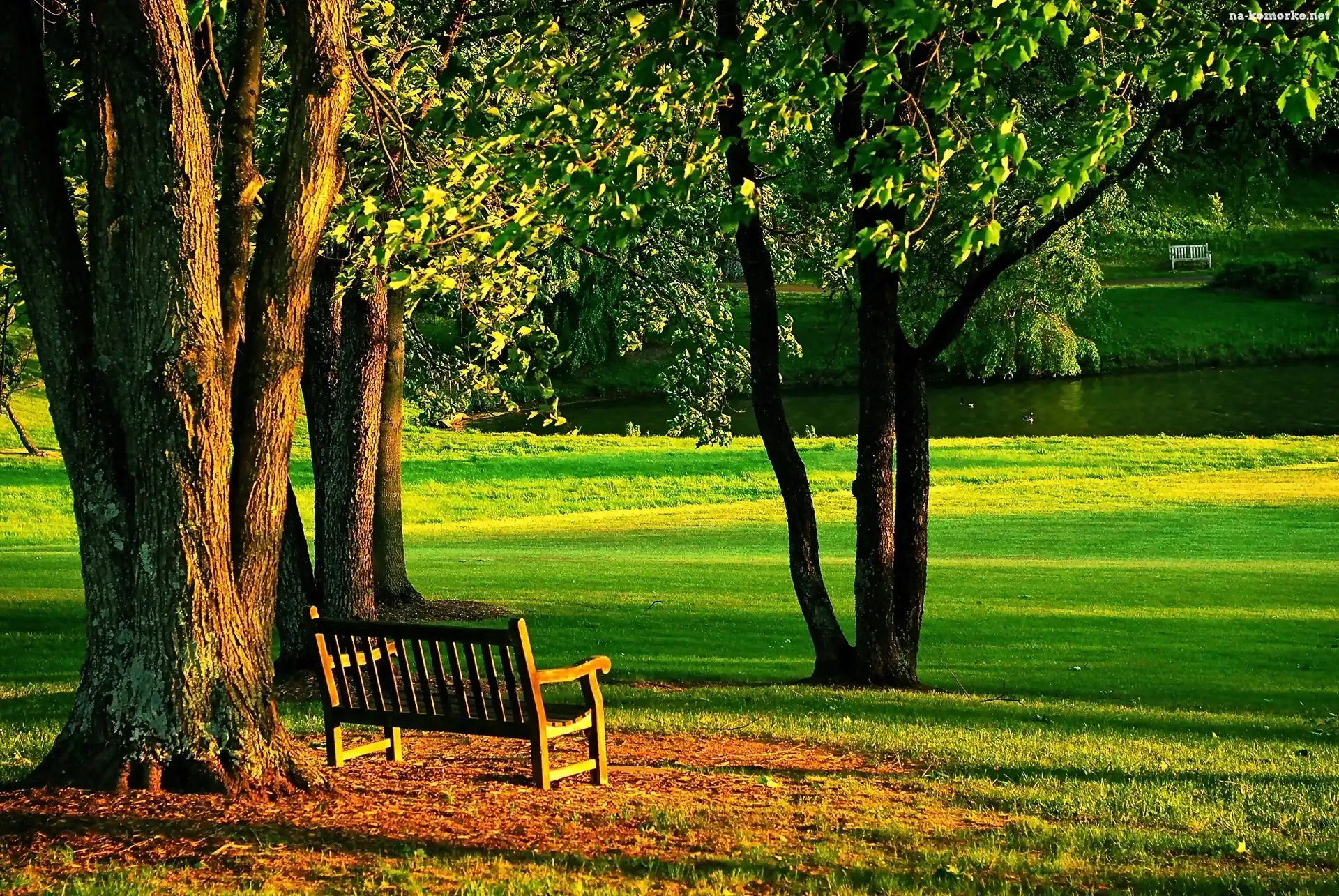 Park, Lato, Ławka, Staw