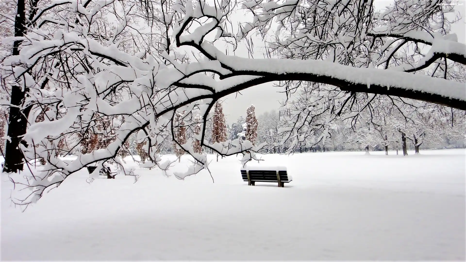 Park, Zima, Ławki, Drzewa