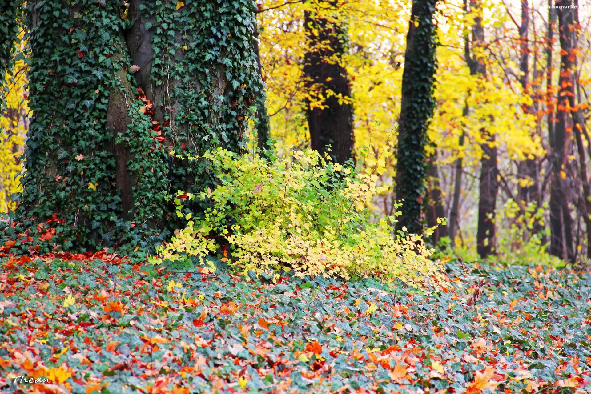 Park, Jesienne, Liście, Bluszcz, Drzewa