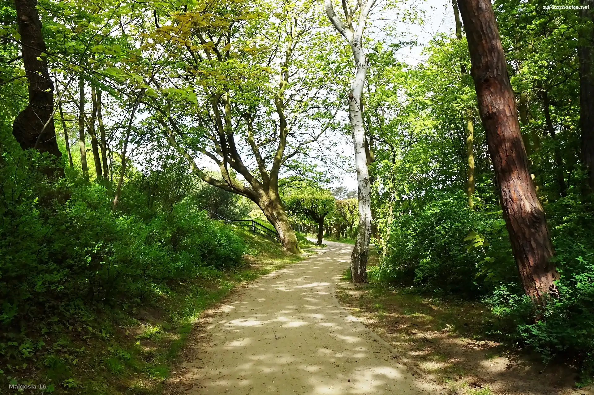Park, Zieleń, Ścieżka, Drzewa