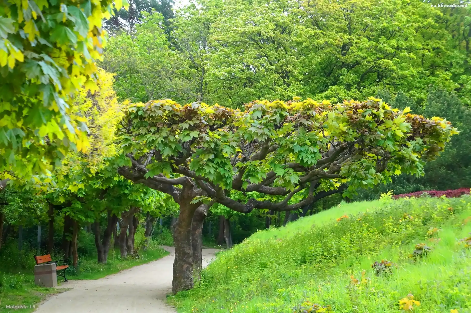 Park, Zieleń, Ścieżka, Drzewa
