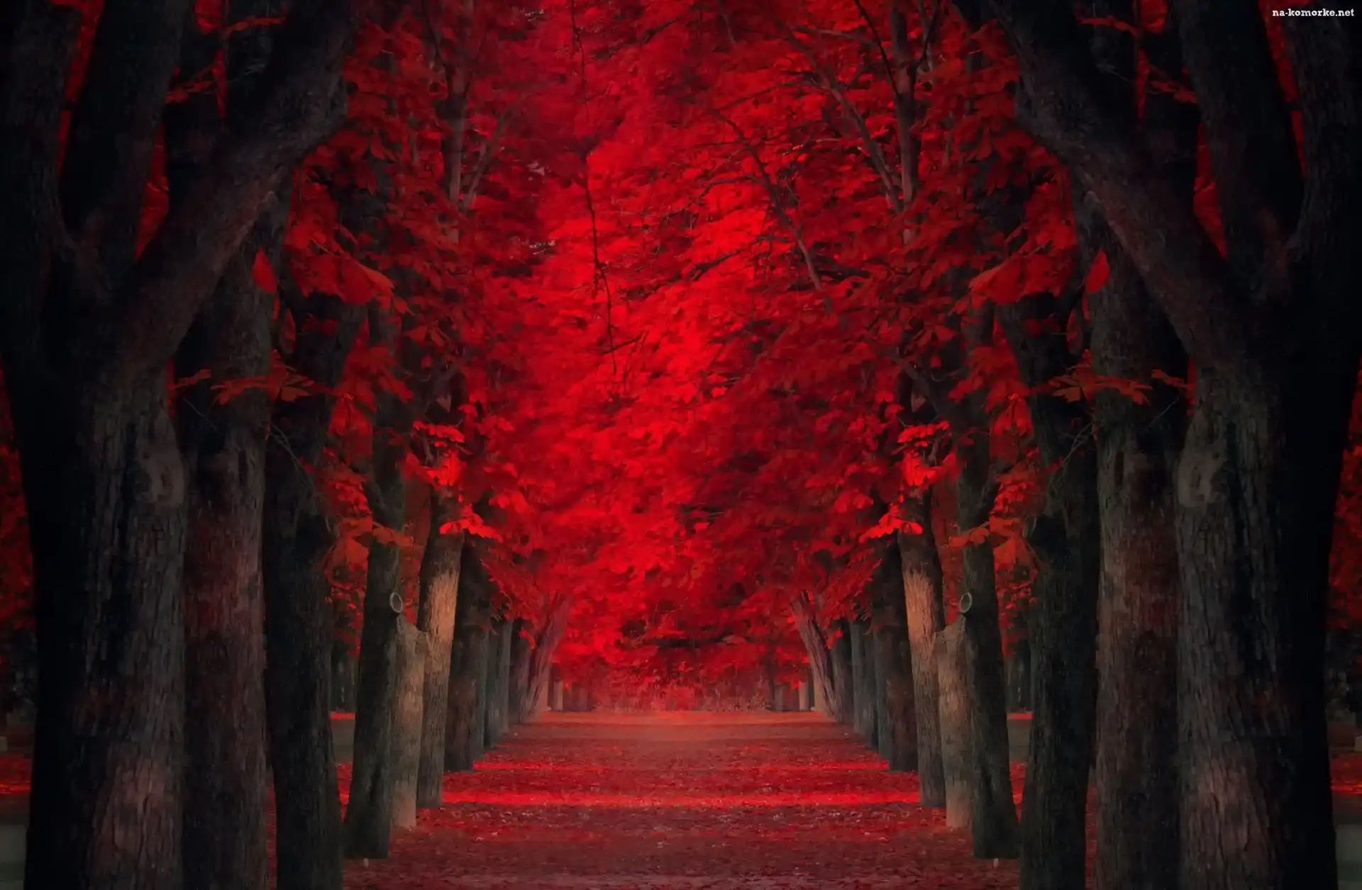 Jesien, Droga, Tunel, Drzewa, Park