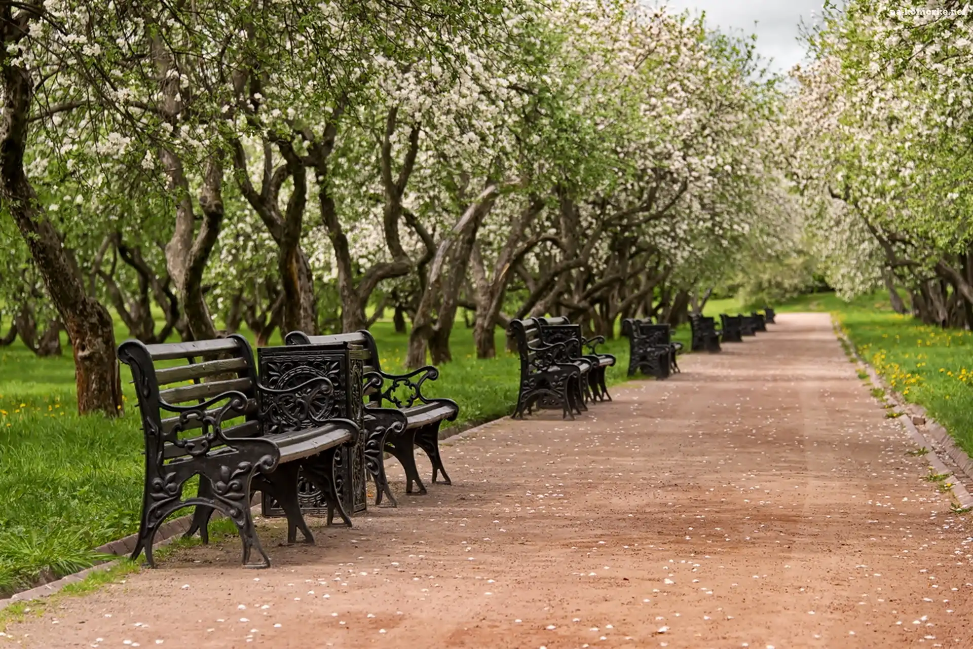 Park, Ławki, Drzewa, Alejka