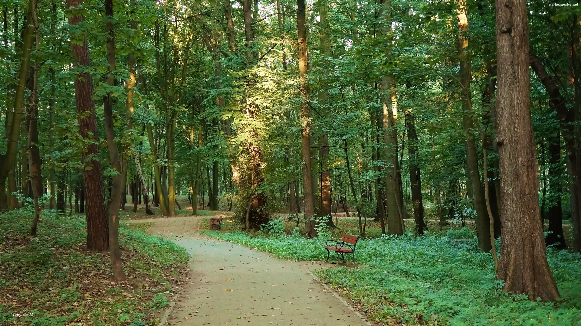 Park, Ławki, Drzewa, Alejka