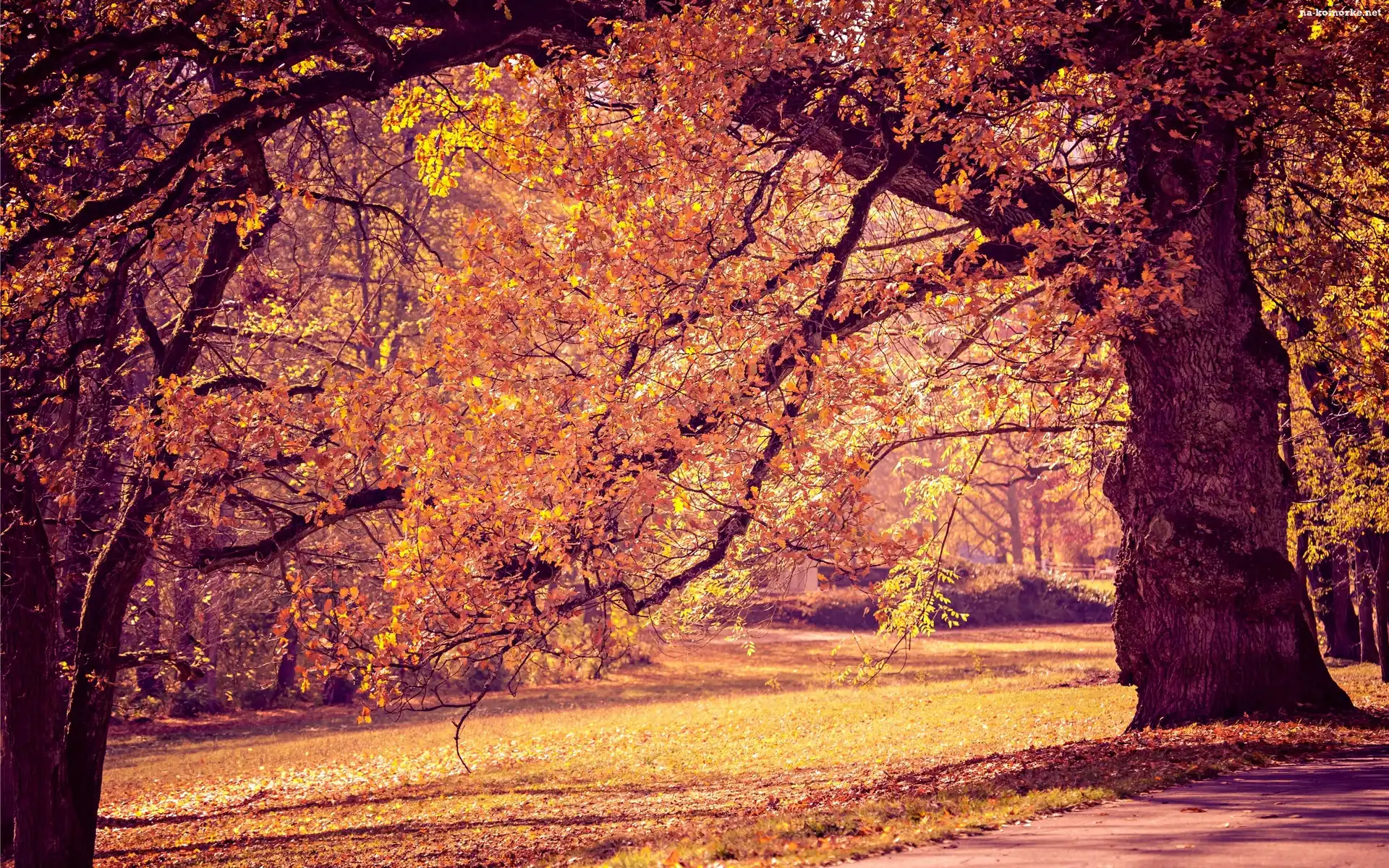 Park, Jesień, Drzewa, Alejki