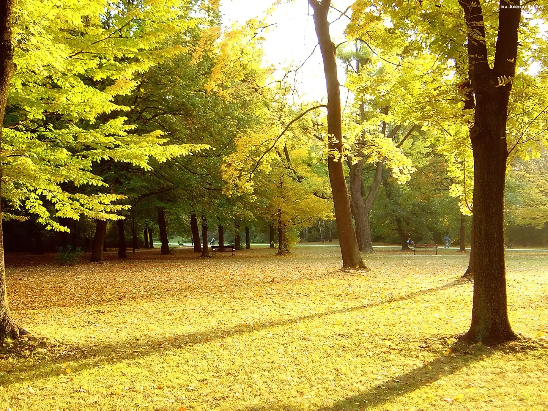 Park, Liście, Drzewa, Ławki