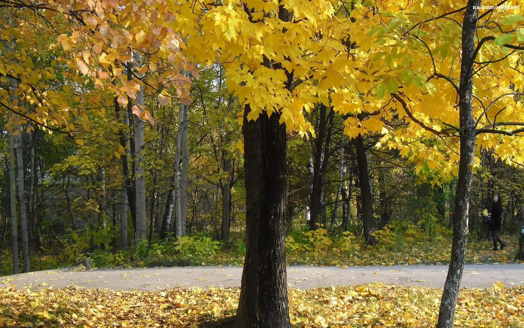 Park, Liście, Drzewa, Jesienne