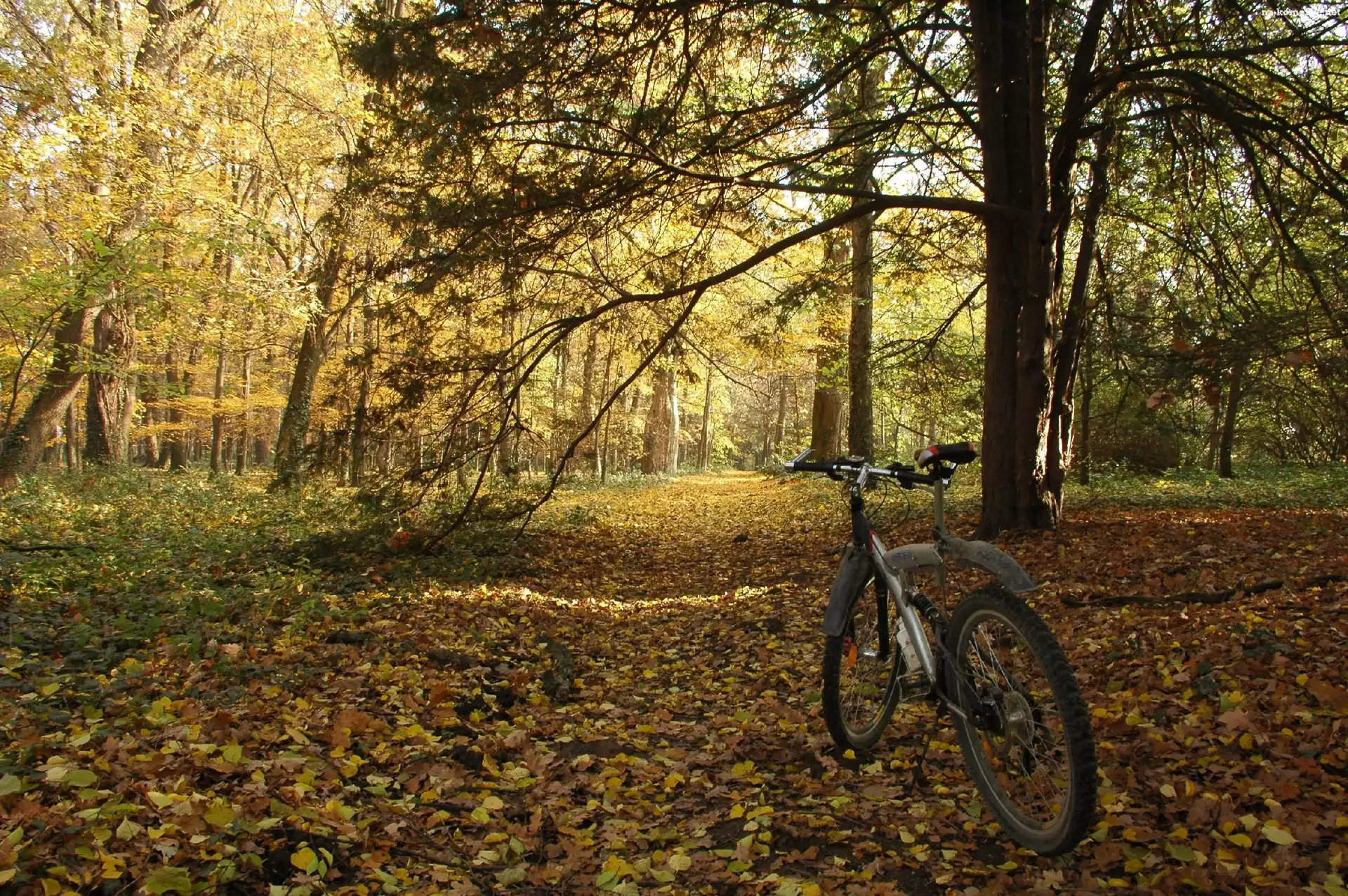 Park, Rower, Drzewa, Jesień