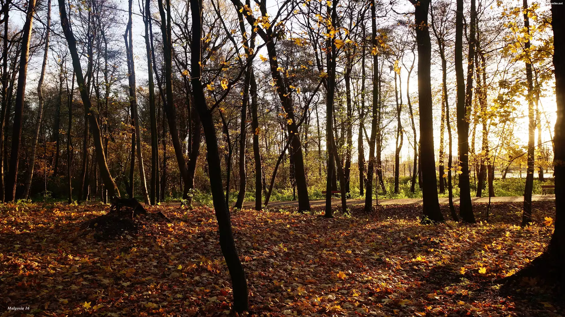 Park, Przebijające Światło, Drzewa, Jesień