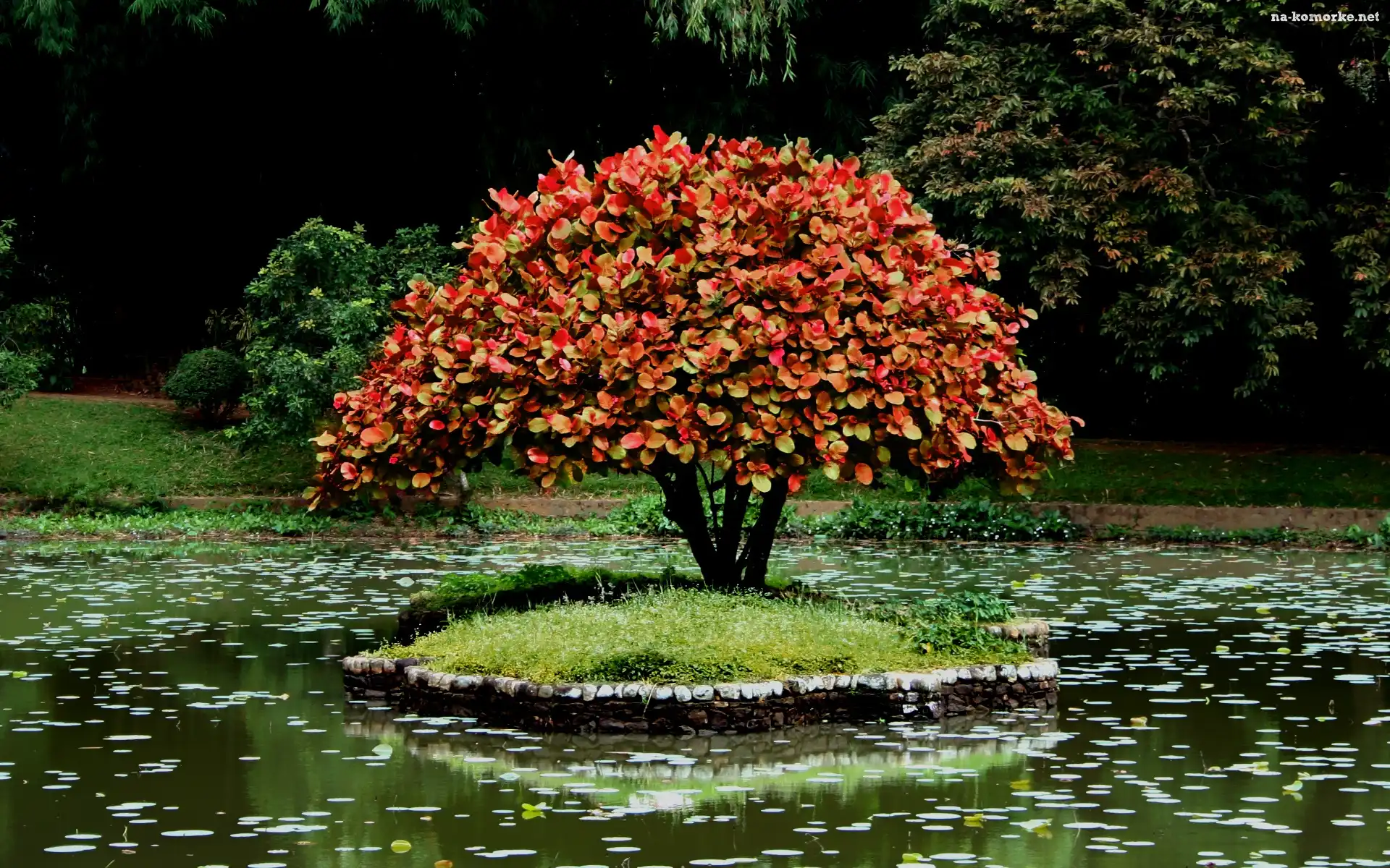 Park, Wysepka, Drzewko Bonsai
