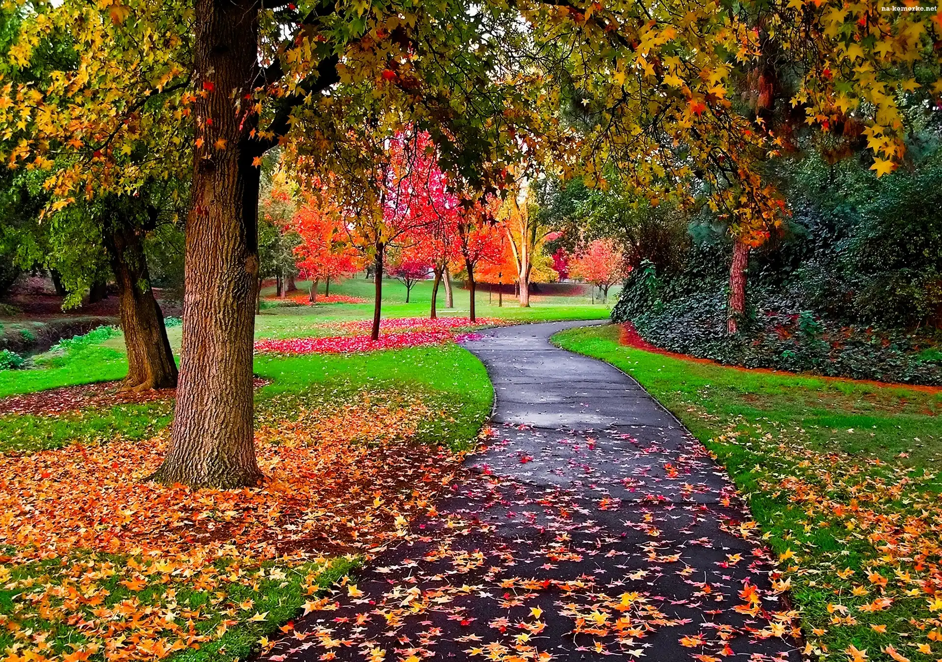Jesień, Park, Ścieszka