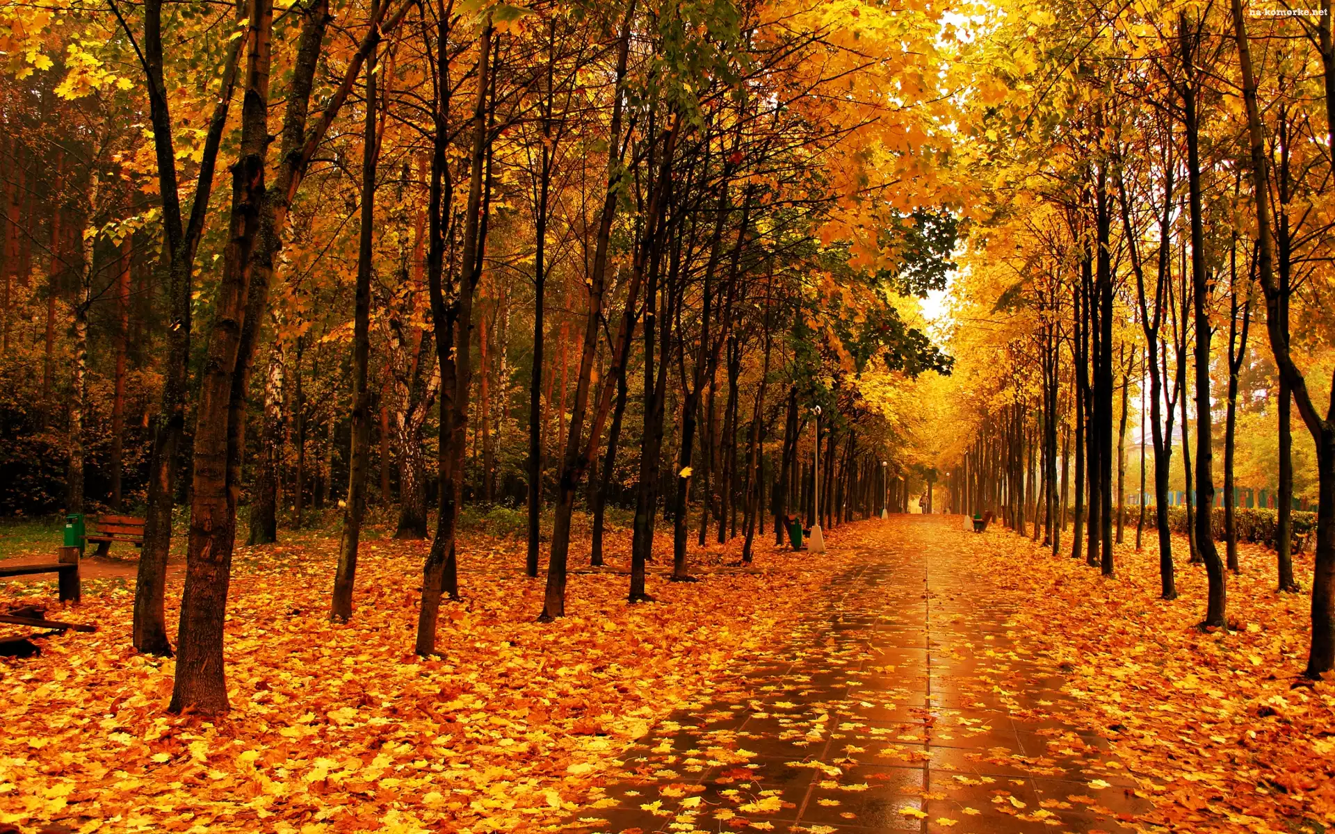 Park, Liście, Jesienią, Złote