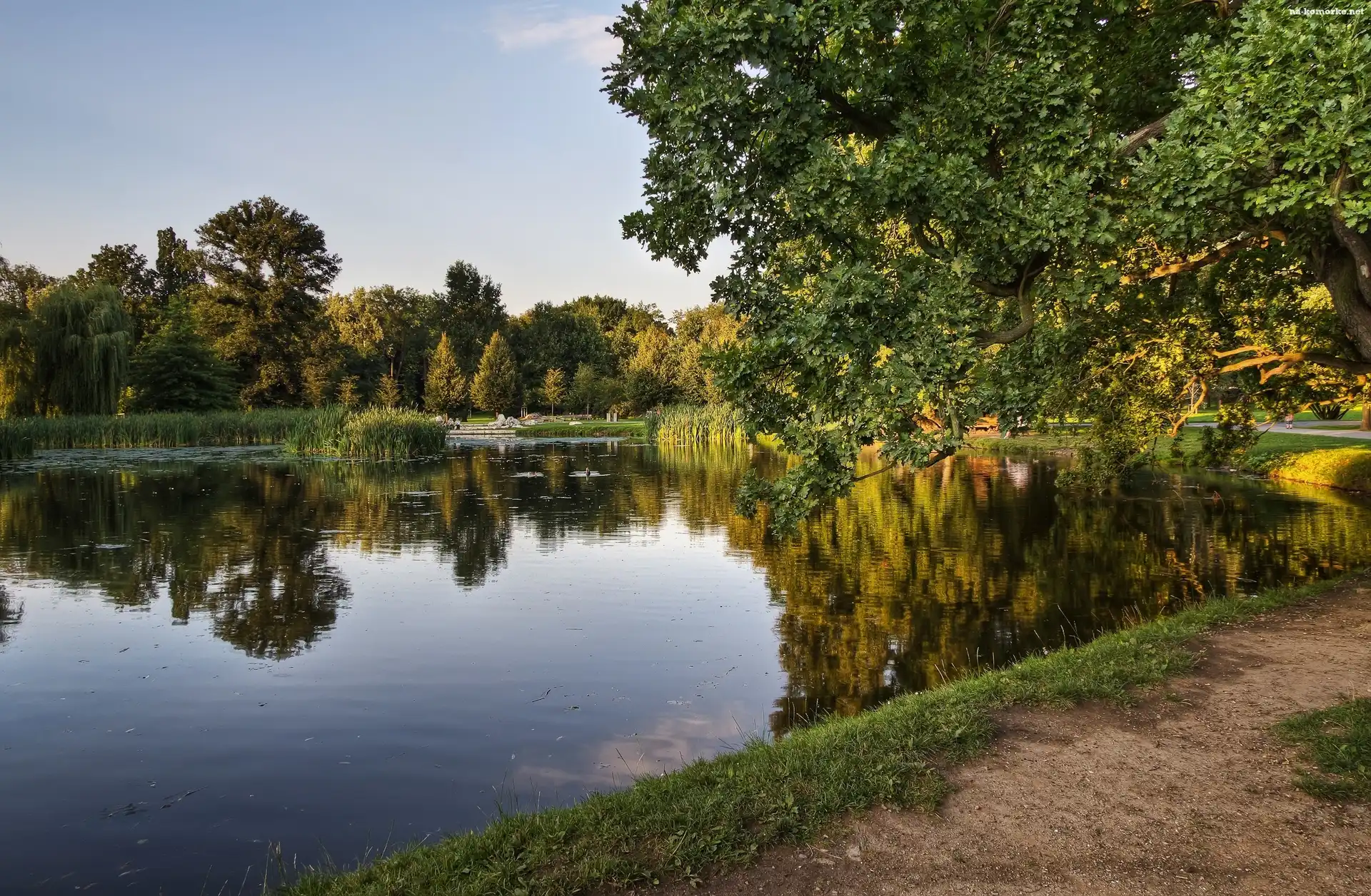 Park, Dróżka, Jezioro, Drzewo