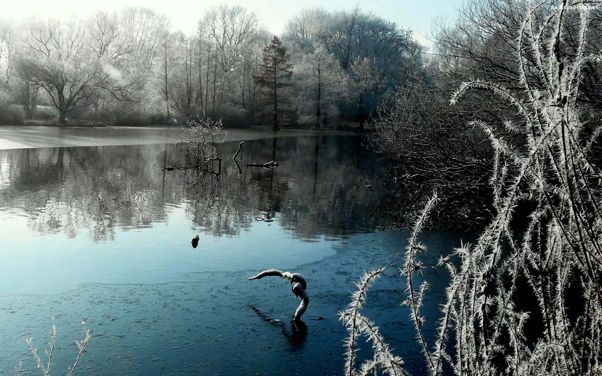 Park, Zima, Jezioro, Drzewa