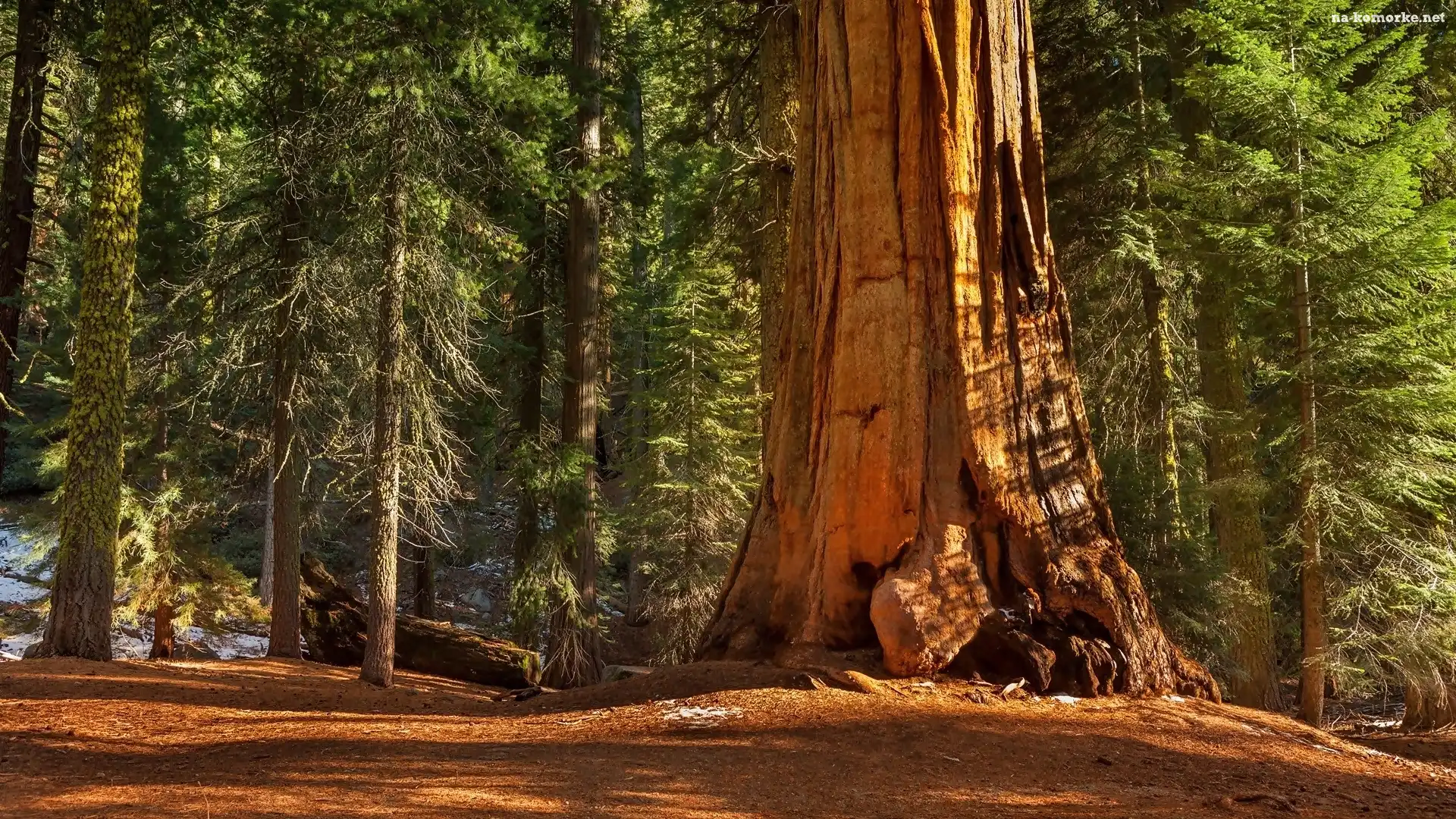 Sekwoja, Las, Park Narodowy Kings Canyon, Stany Zjednoczone, Drzewa, Stan Kalifornia