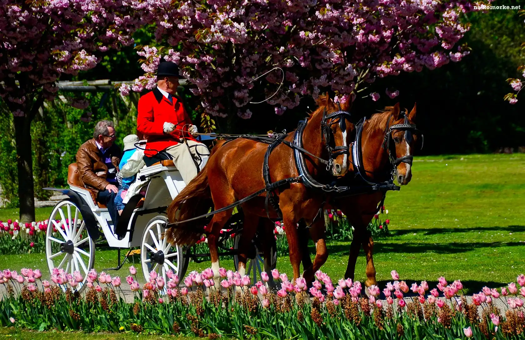 Park, Tulipany, Konie, Bryczka