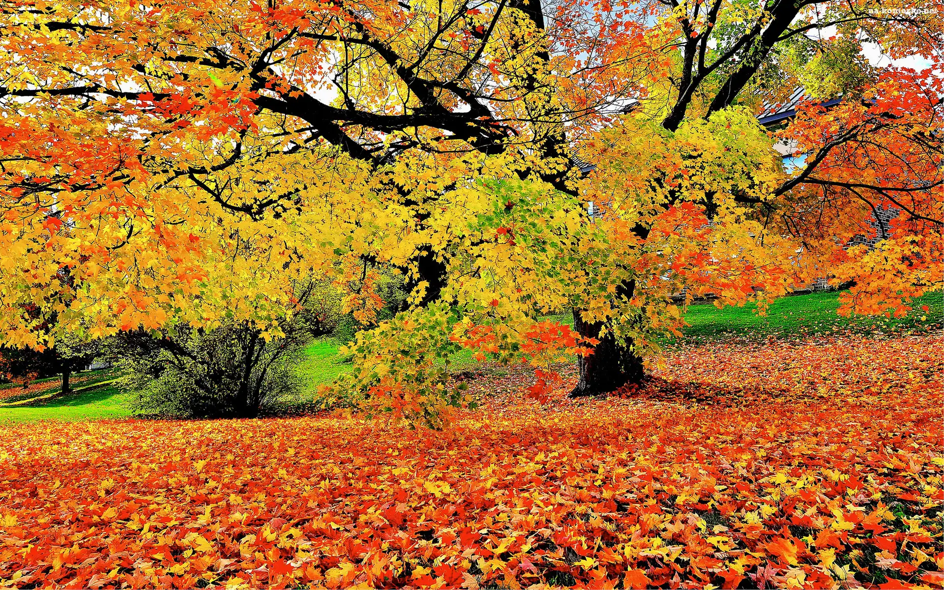 Park, Liście, Leżące, Krzew, Drzewo