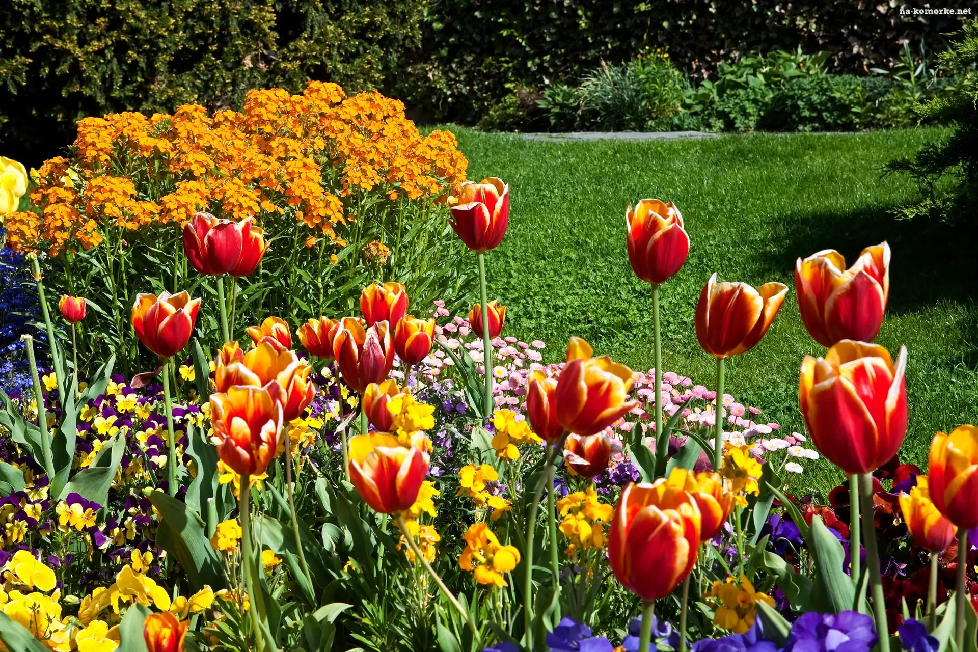 Park, Tulipany, Kolorowe, Kwiaty, Trawnik