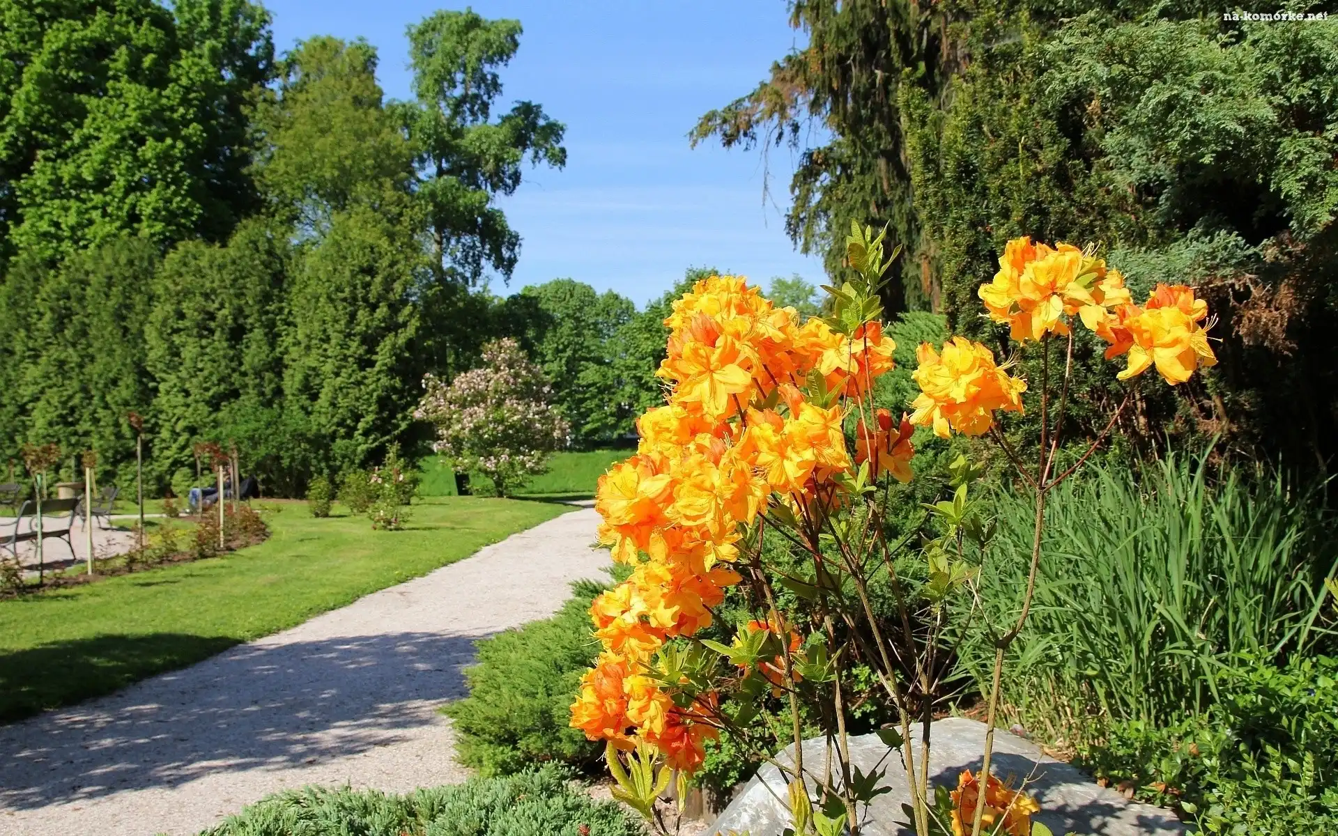 Park, Kwiaty, Latem, Pomarańczowe