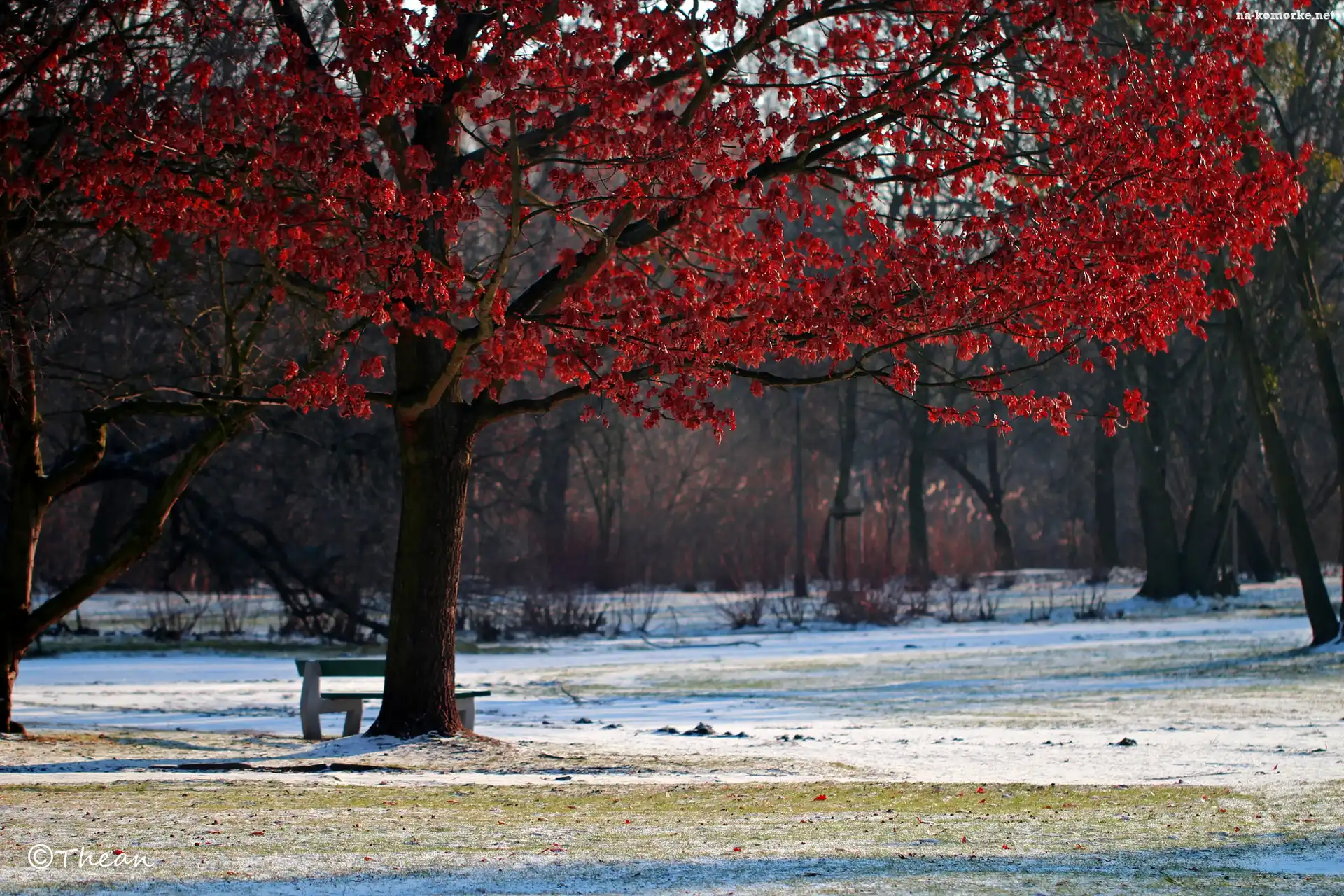 Park, Drzewo, Czerwone, Liście, Zima
