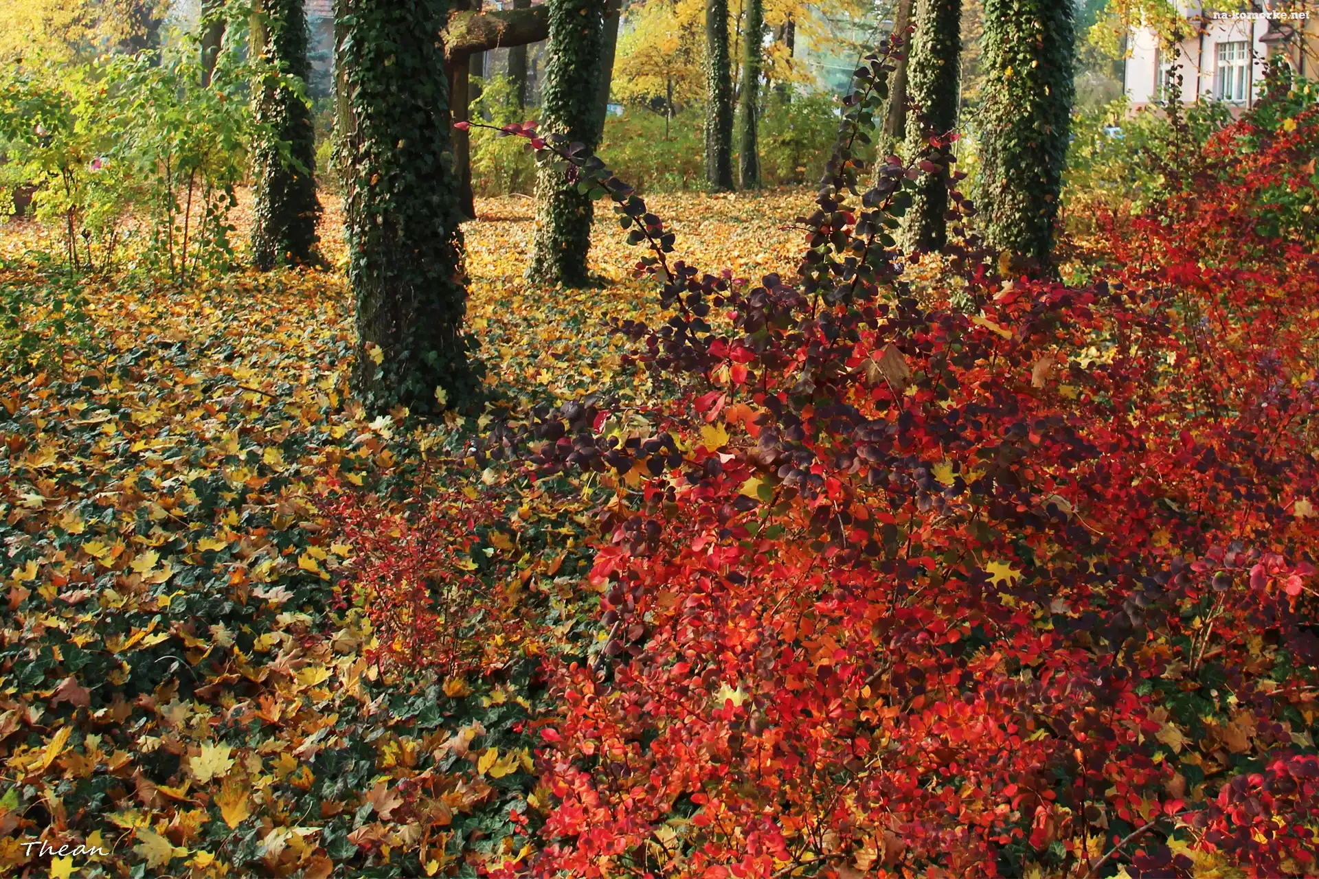 Park, Kolorowe, Jesienne, Liście, Drzewa