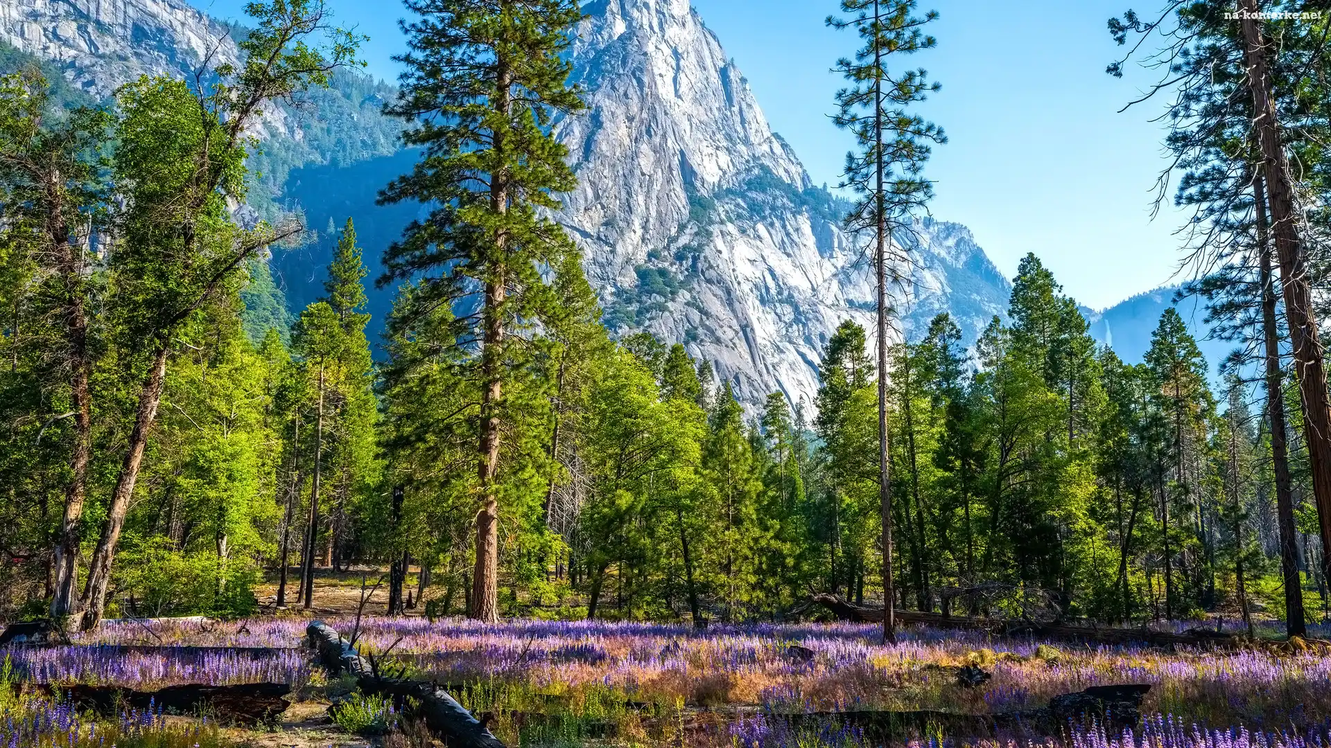 Park Narodowy Yosemite, Kalifornia, Góry, Stany Zjednoczone, Kwiaty, Łubin, Drzewa