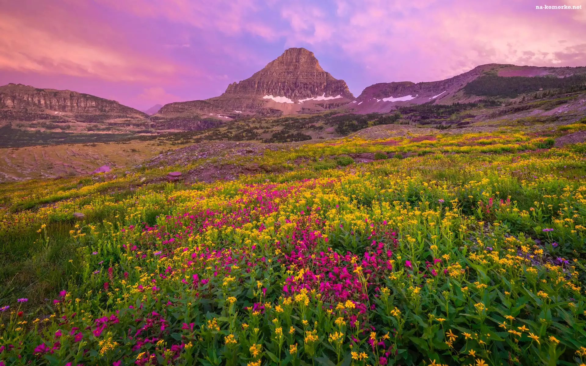 Mount Reynolds, Łąka, Stany Zjednoczone, Kwiaty, Park Narodowy Glacier, Góra, Montana