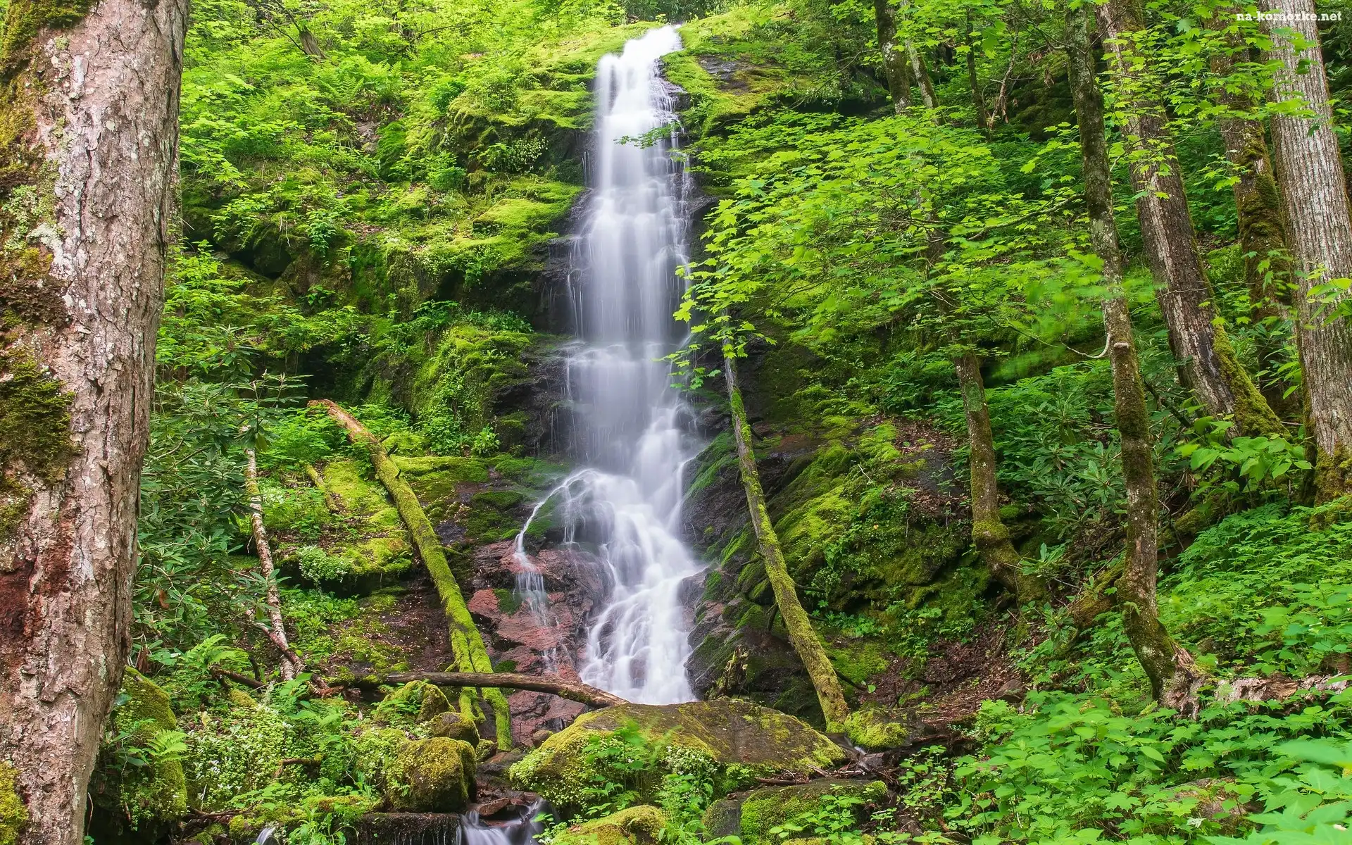 Park Narodowy Great Smoky Mountains, Stany Zjednoczone, Skały, Wodospad Mouse Creek Falls, Roślinność, Stan Tennessee, Drzewa, Omszałe, Las