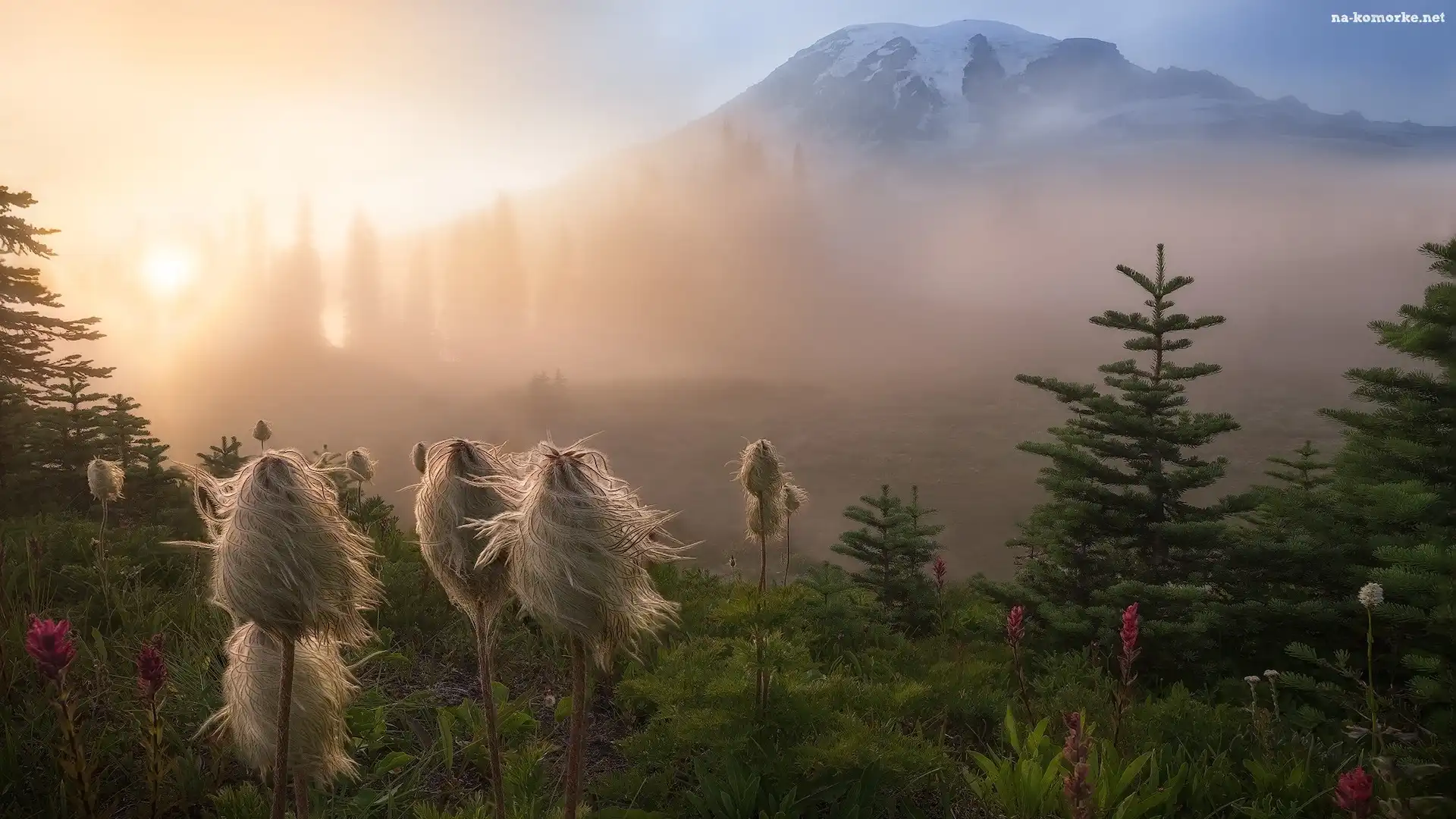 Park Narodowy Mount Rainier, Góra, Stany Zjednoczone, Miądrzyga, Stan Waszyngton, Mgła, Rośliny, Stratowulkan Mount Rainier, Drzewa, Przebijające światło