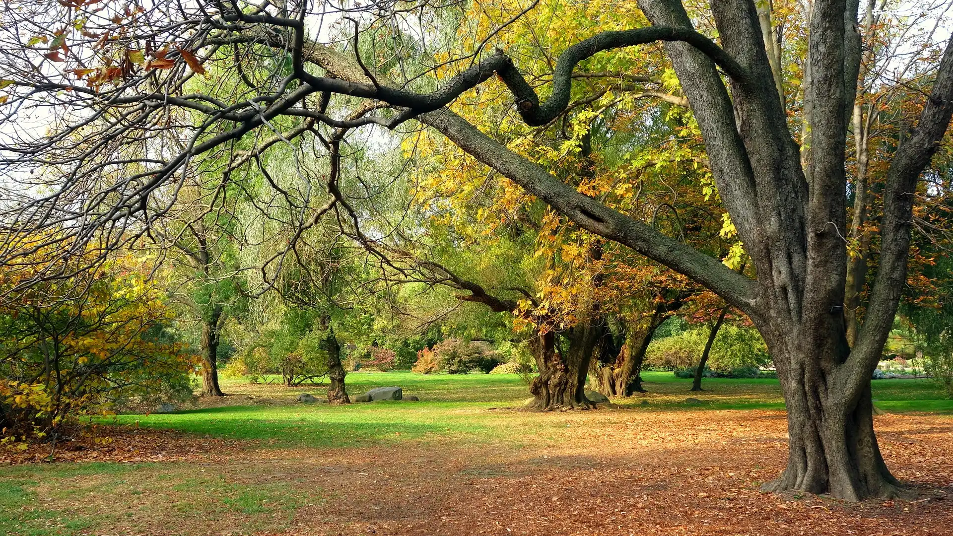 Park, Jesień, Drzewa, Opadłe, Liście