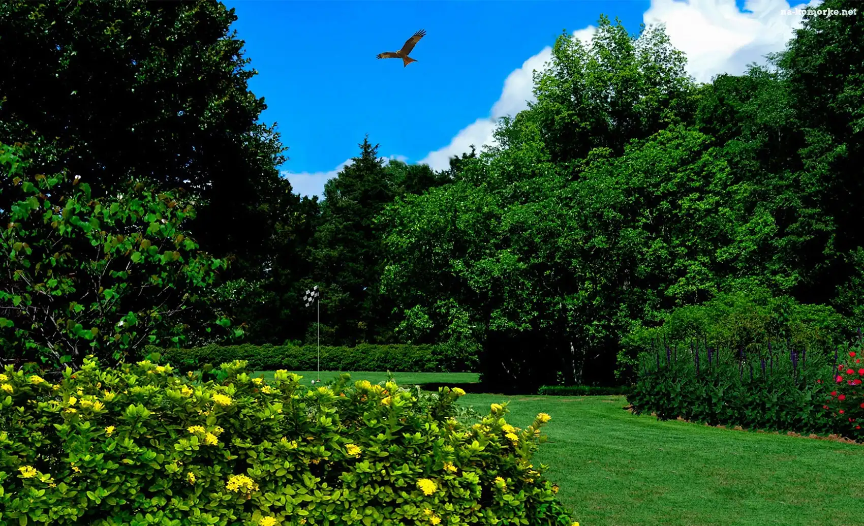 Park, Kwiatów, Ptak, Krzewy