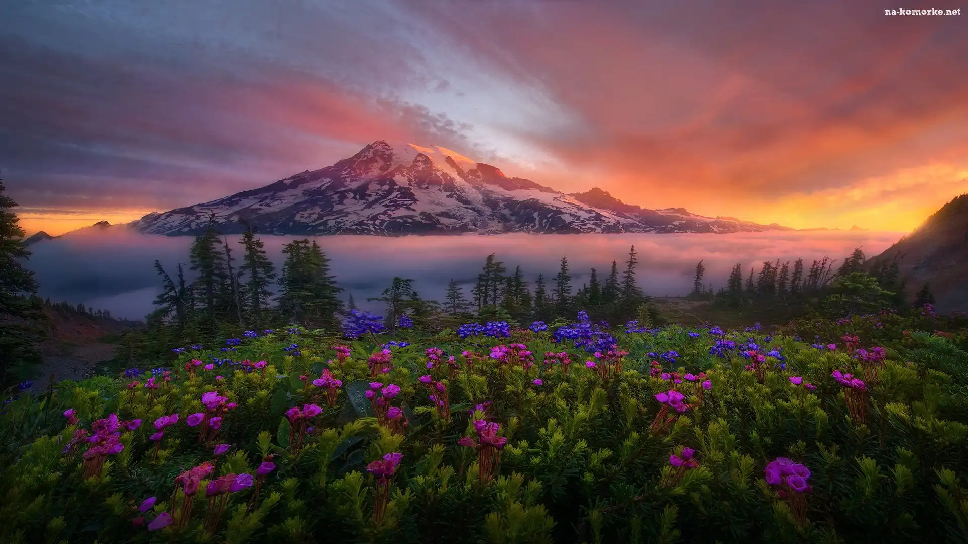 Park Narodowy Mount Rainier, Stany Zjednoczone, Mgła, Stratowulkan Mount Rainier, Wschód słońca, Stan Waszyngton, Drzewa, Góry, Kwiaty