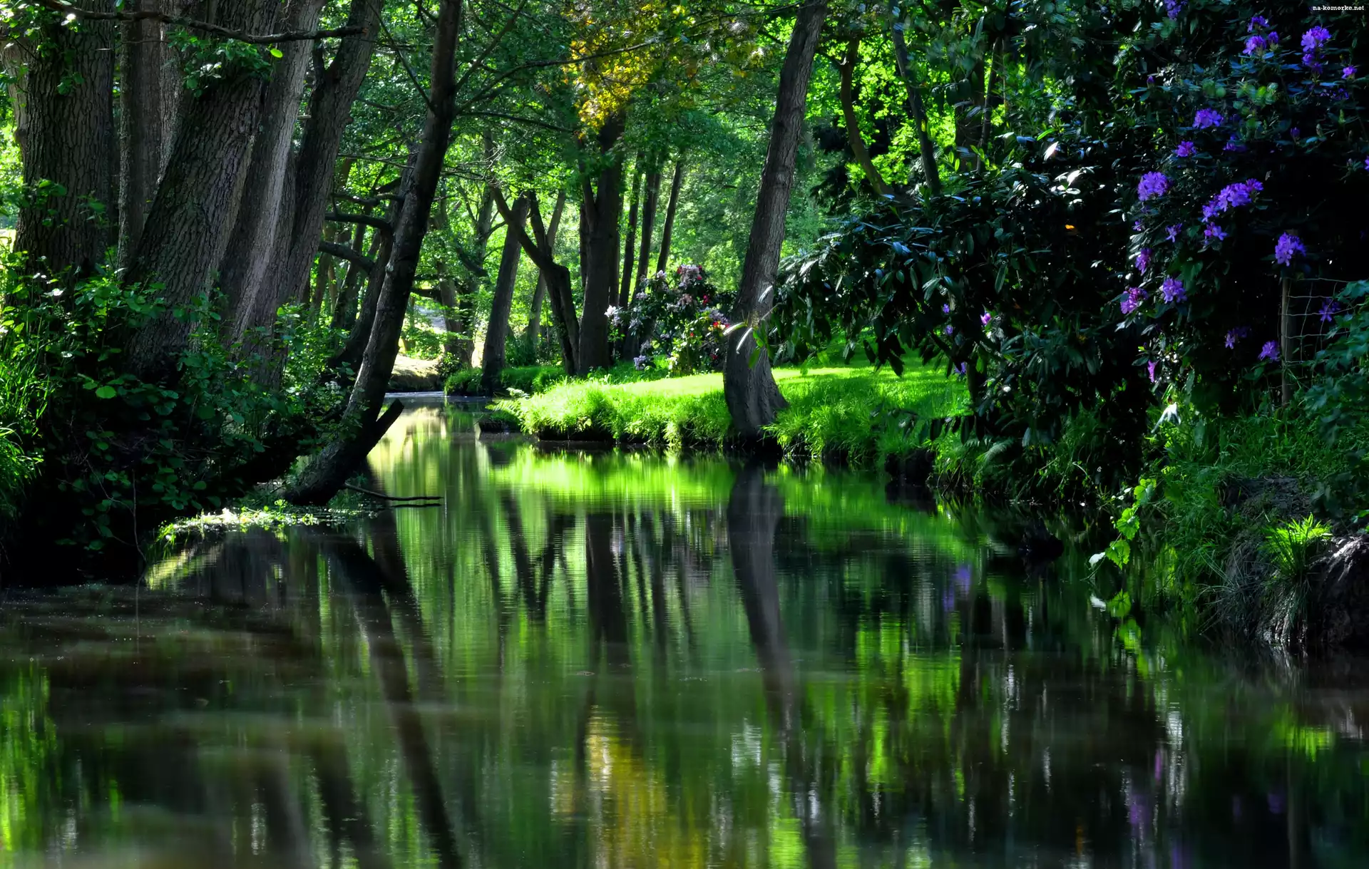 Park, Zieleń, Rzeczka, Kwiaty