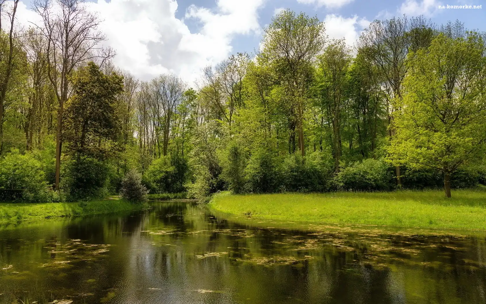 Rzeka, Park, Drzewa