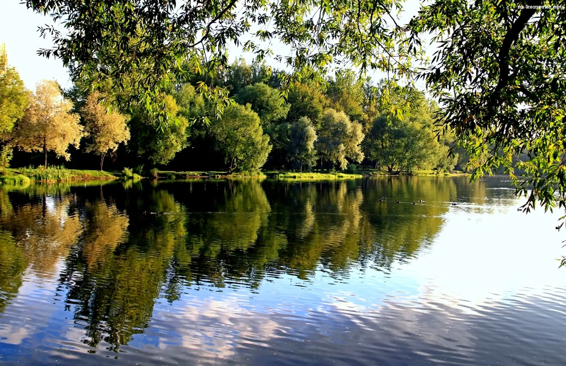 Park, Kaczki, Rzeka, Pływające
