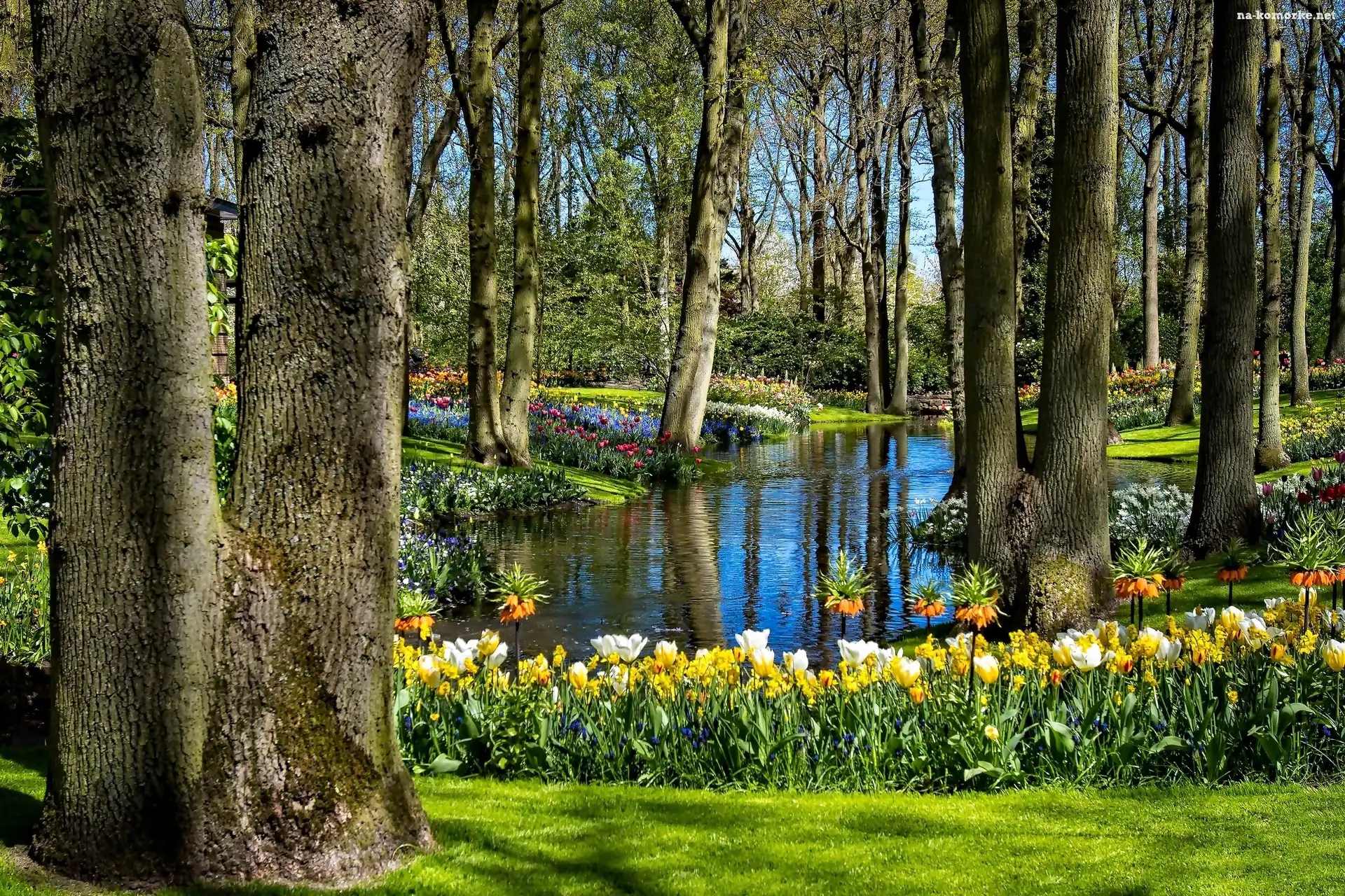 Park, Wiosna, Rzeka, Kwiaty