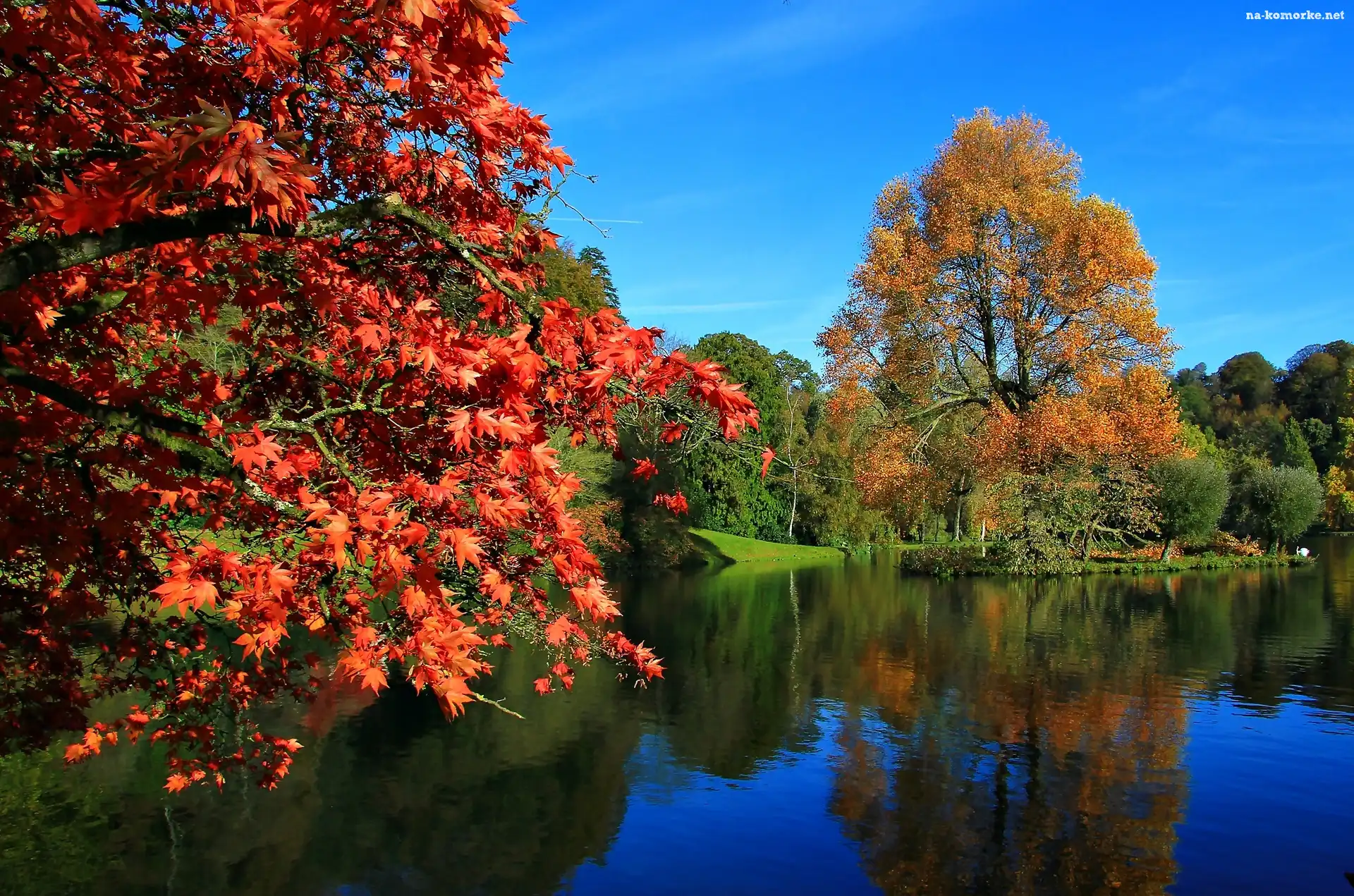 Park, Kolorowe Drzewa, Staw, Jesień