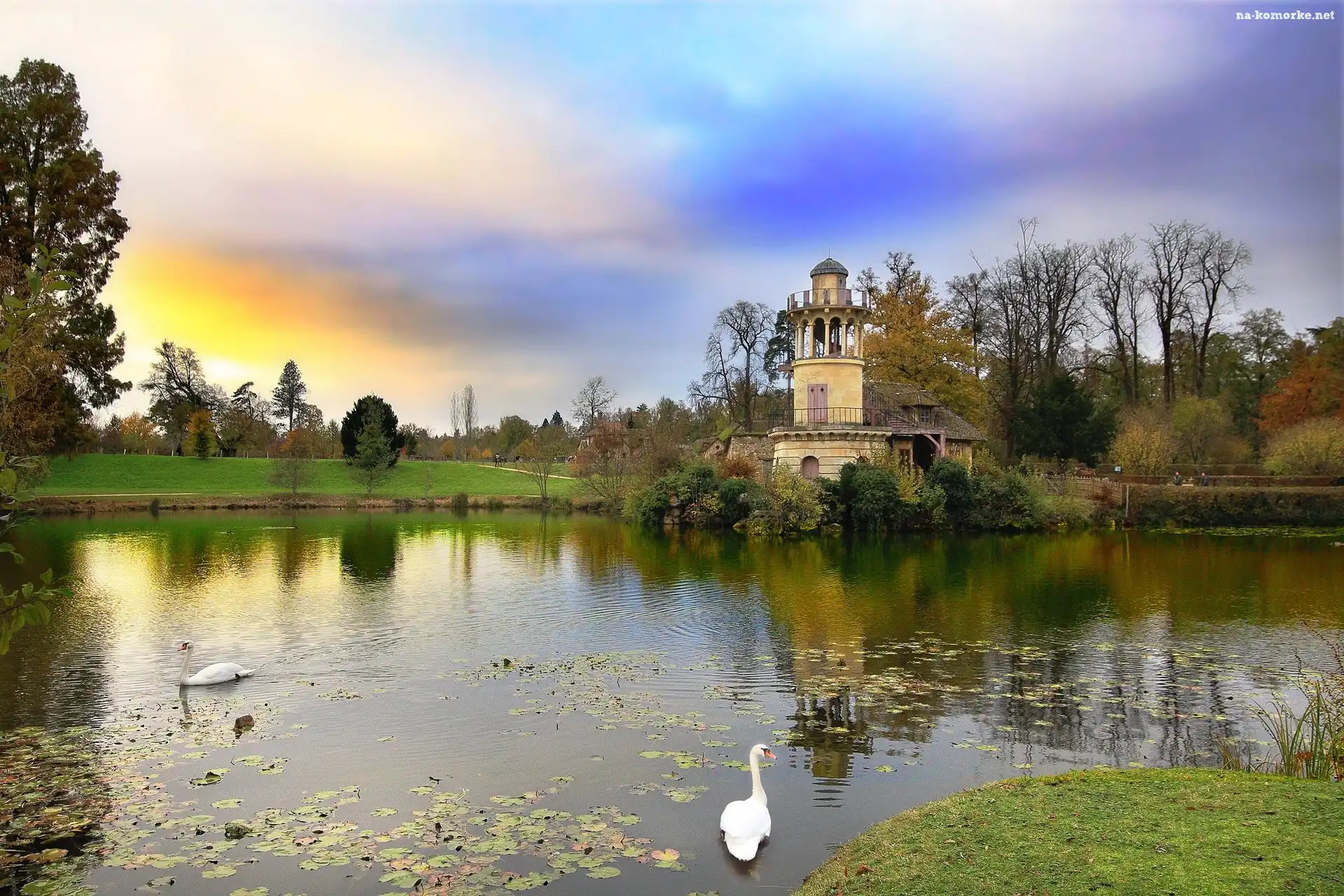 Park, Ptaki, Staw, Łabędzie