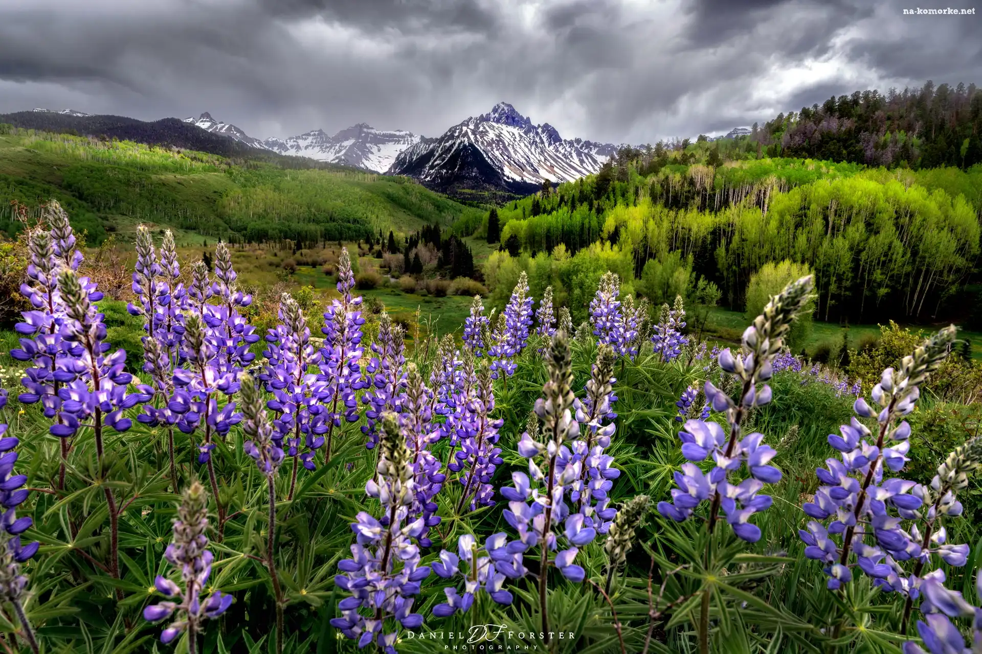 Łubin, Stan Waszyngton, Park Narodowy Mount Rainier, Stany Zjednoczone, Tatoosh Range, Łąka, Góry