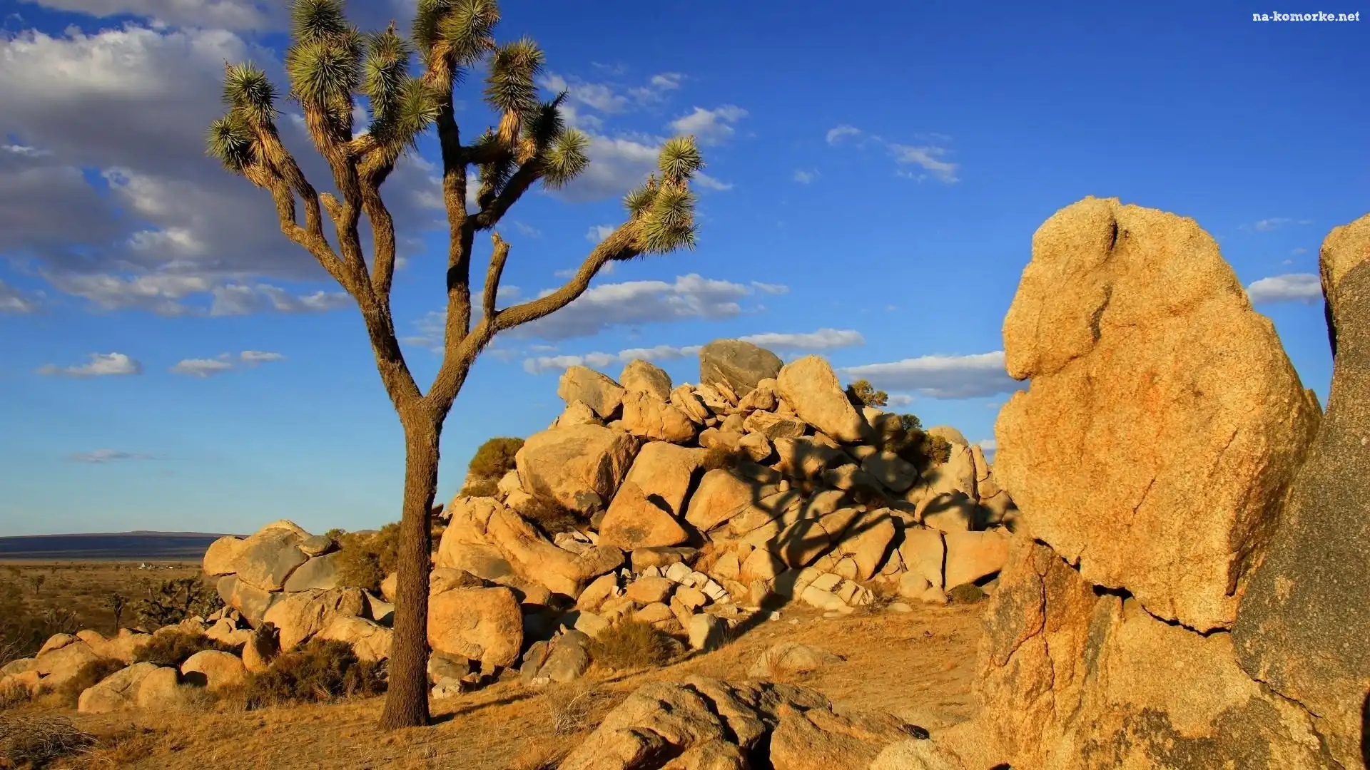 Skały, Kalifornia, Stany Zjednoczone, Jukka krótkolistna, Park Narodowy Joshua Tree, Drzewo Jozuego
