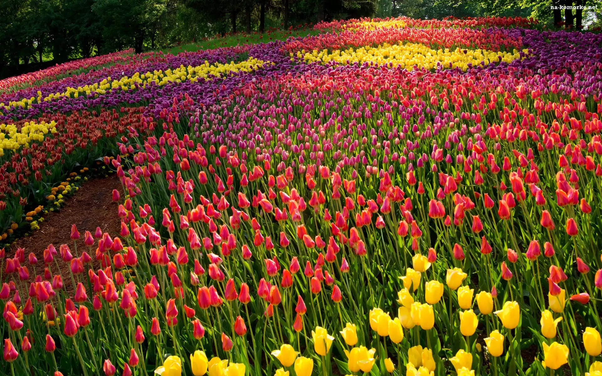 Park, Kwiaty, Kolorowe, Tulipany, Drzewa