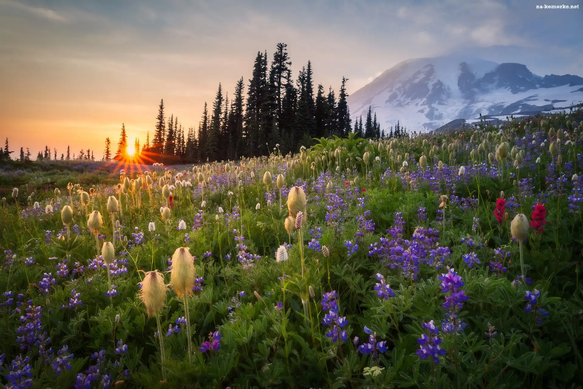 Park Narodowy Mount Rainier, Stany, Kwiaty, Stratowulkan Mount Rainier, Góry, Zjednoczone, Drzewa, Łąka, Wschód słońca