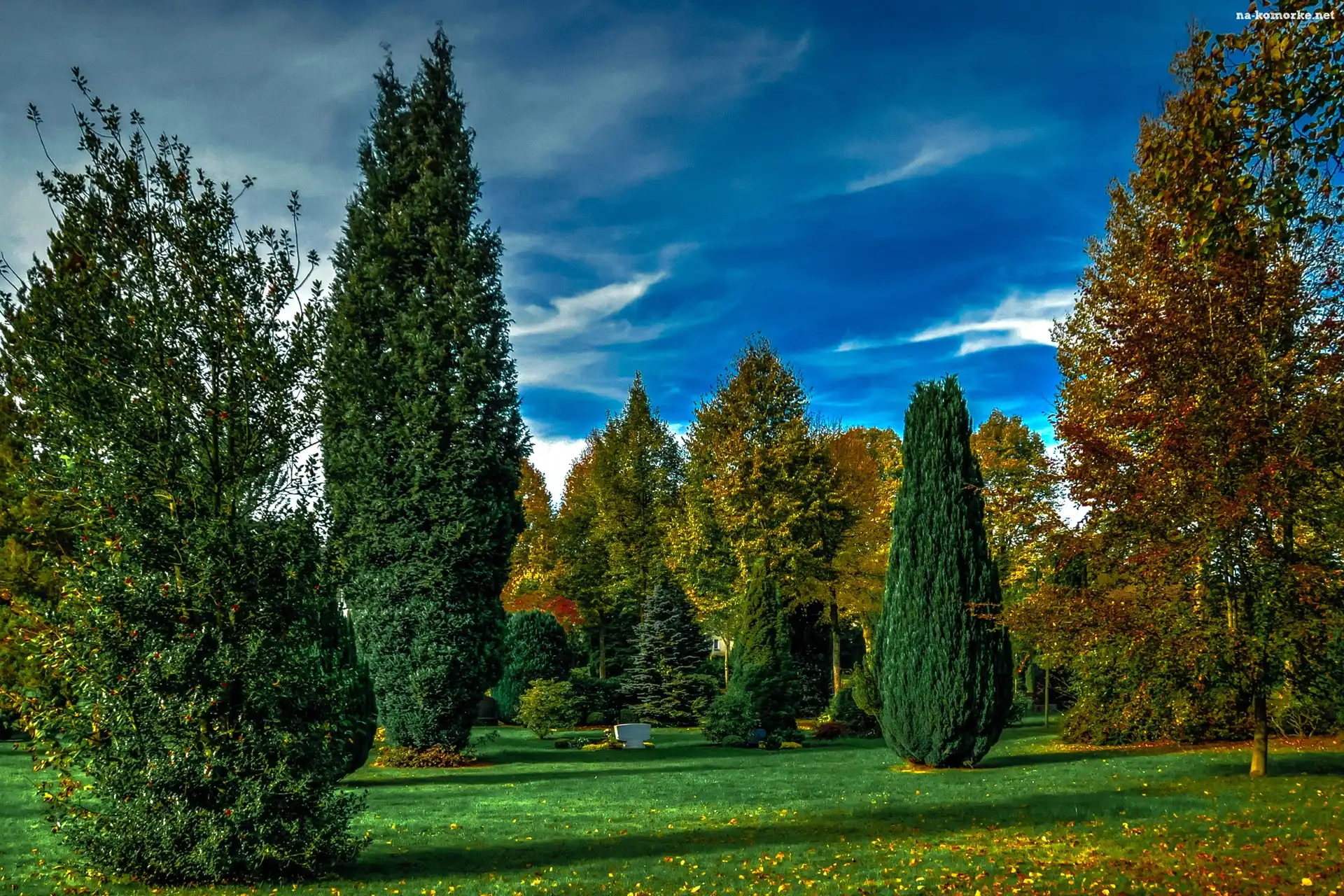 Park, Drzewka, Zielona, Trawa
