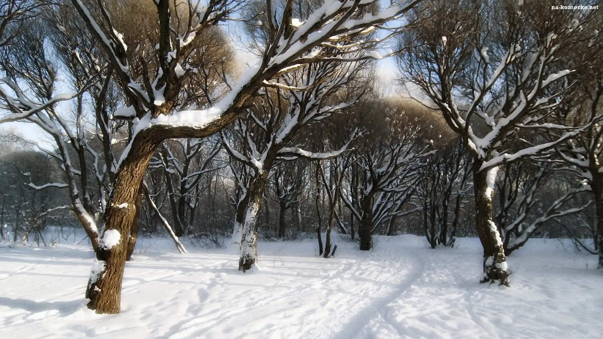 Zima, Park, Drzewa